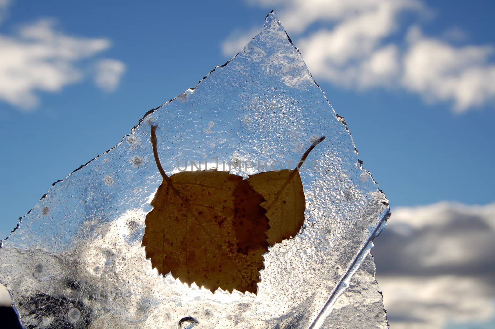 leaves in ice