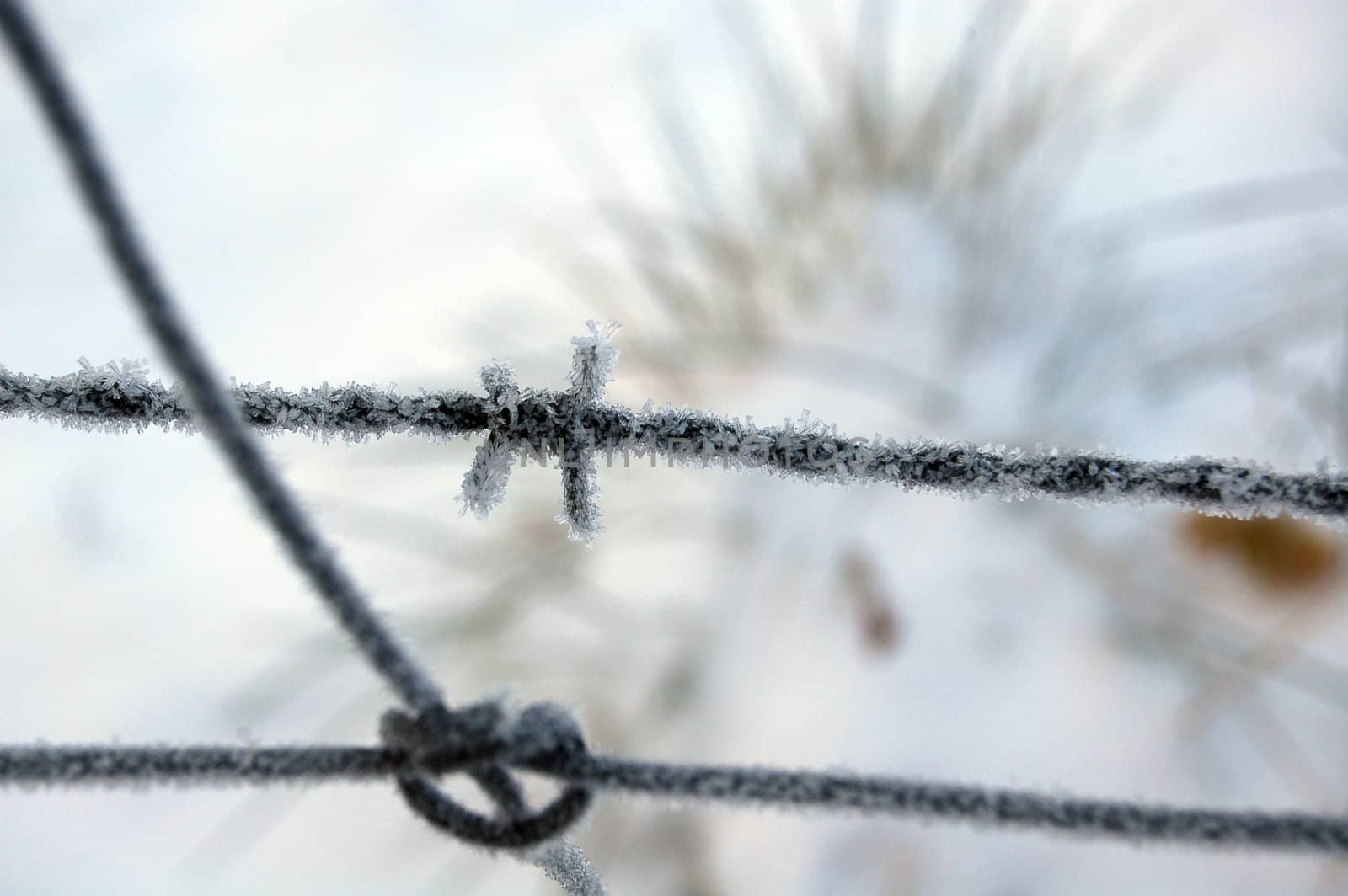 frozen barbwire