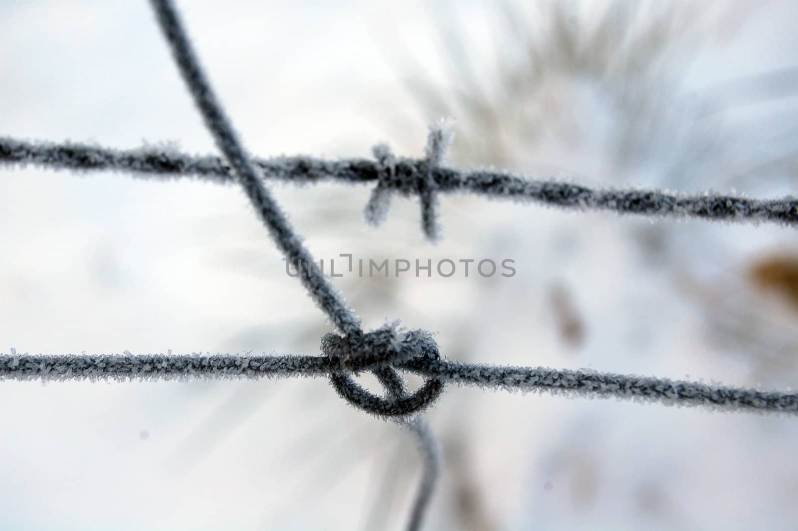 frozen barbwire by mojly
