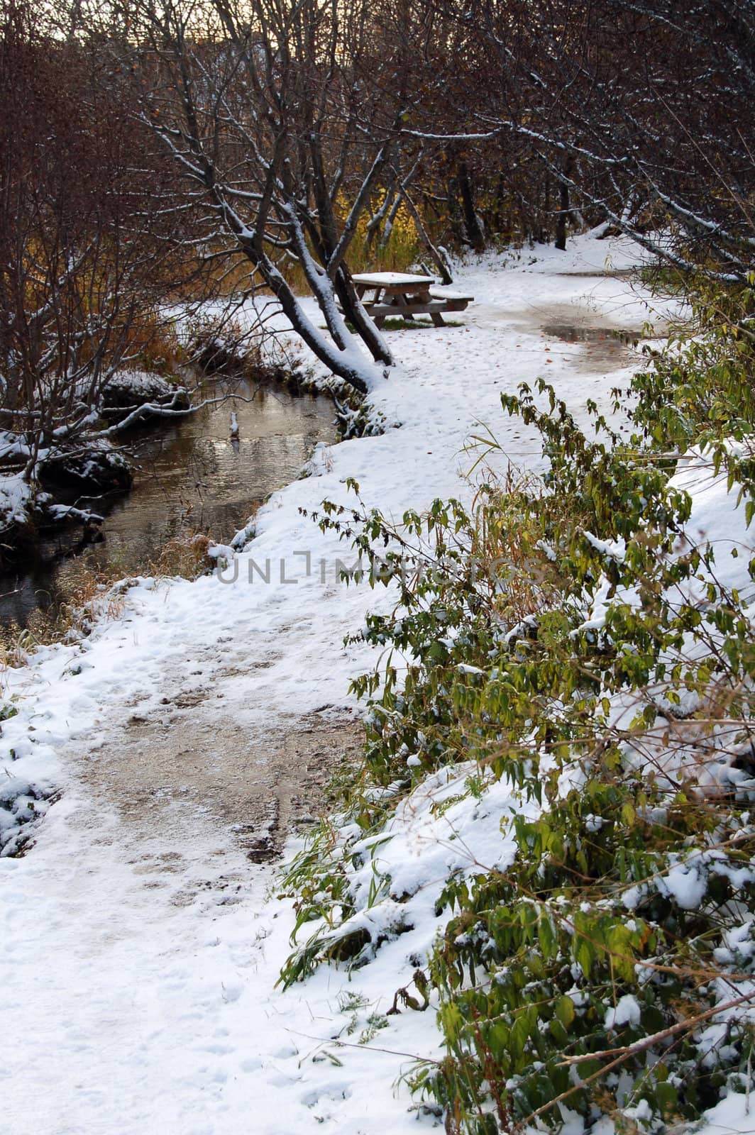 snowy landscape