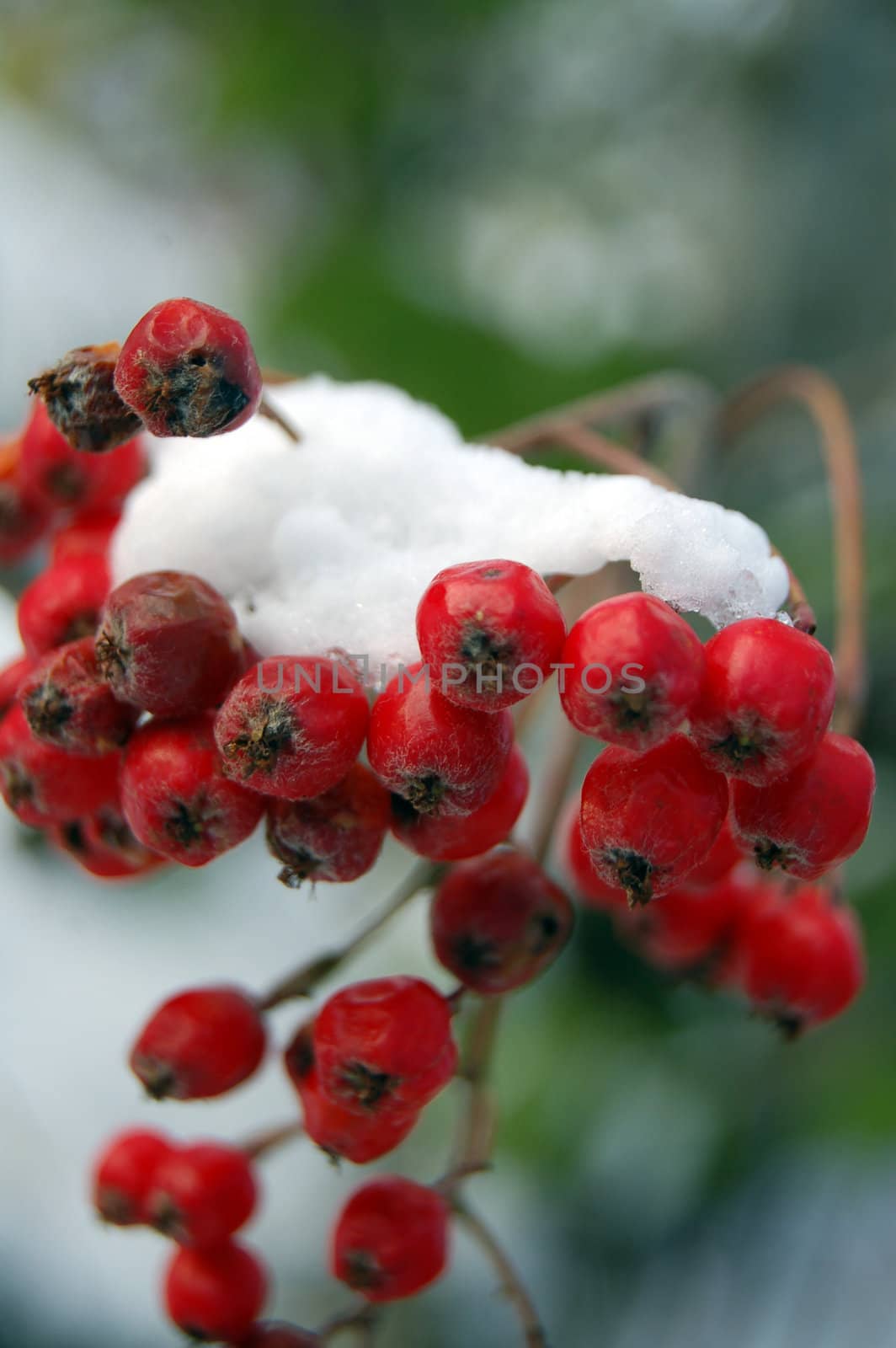 rowanberries and snow