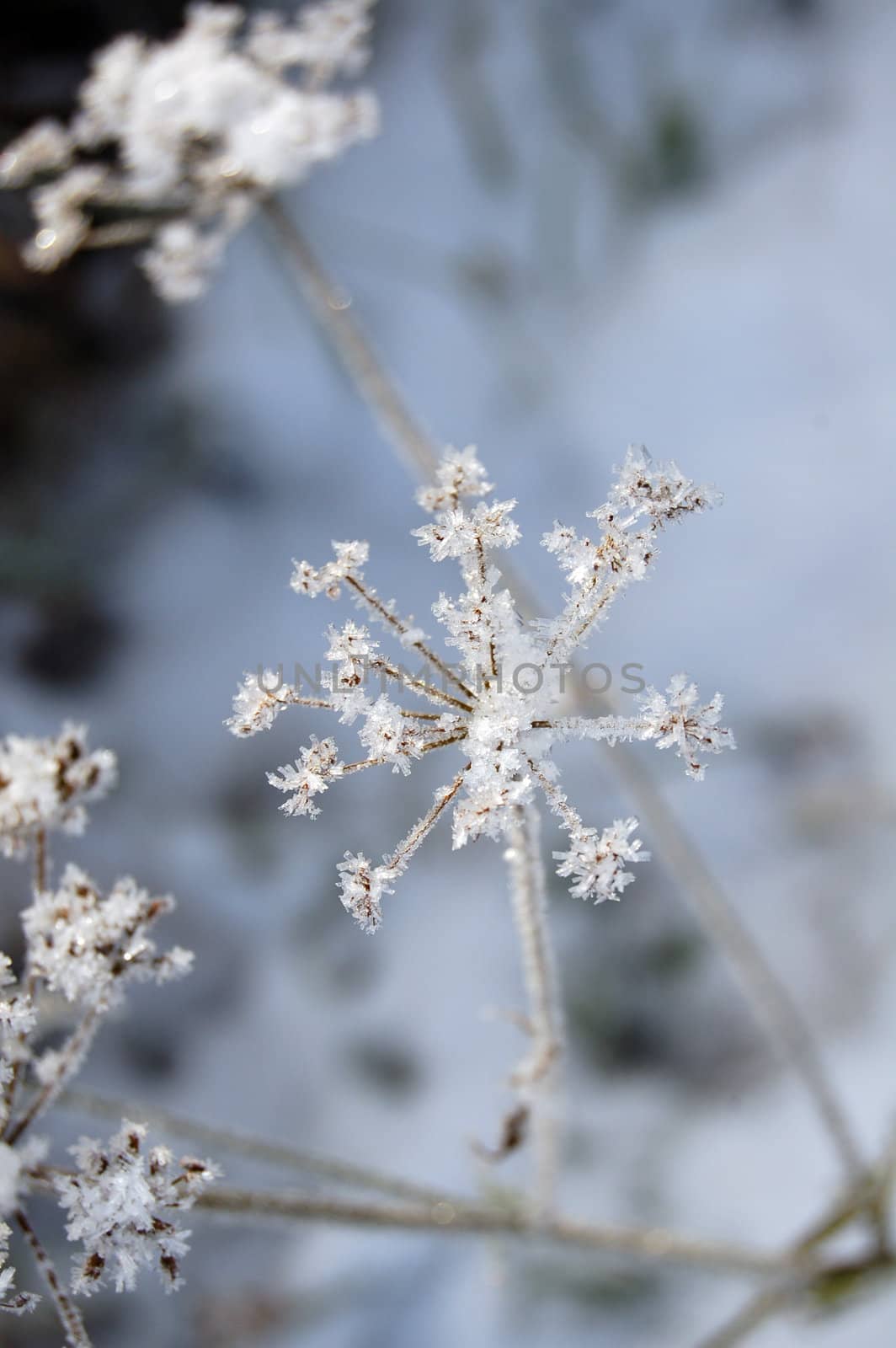 frosty vegetation