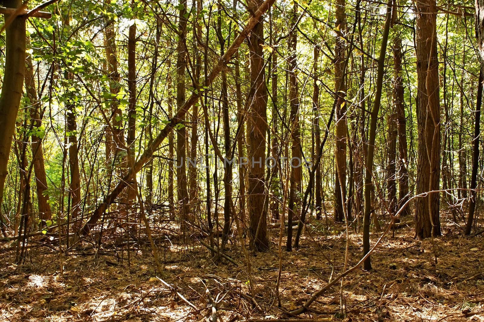 Edge of wild pine forest. Sunlight creates deep shadows, highlights the contours of trees