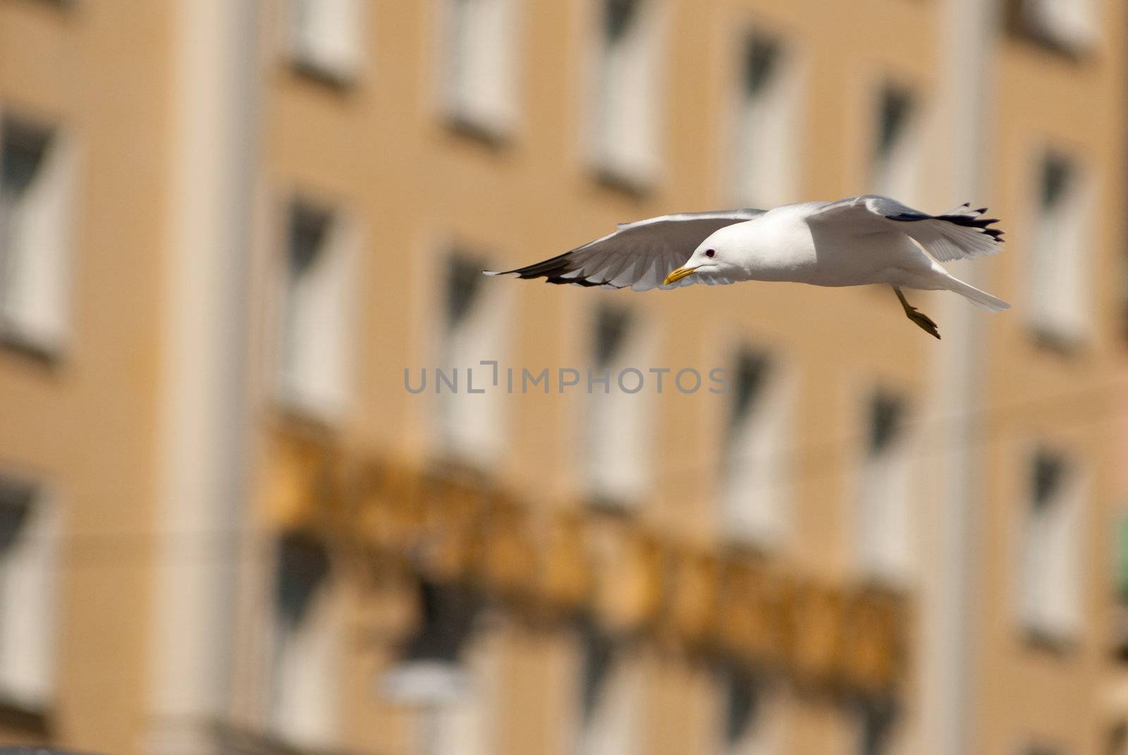 a seagull flying in front of a house in stockholm