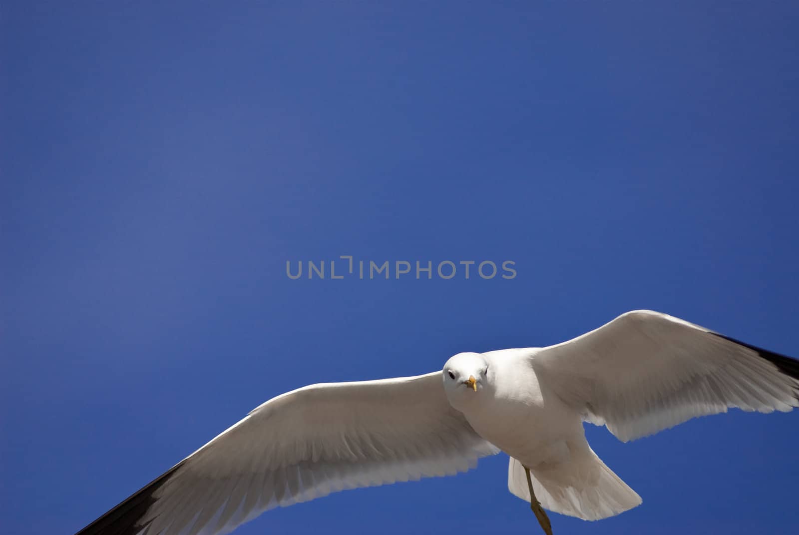 a seagull flying in front of a blue sky