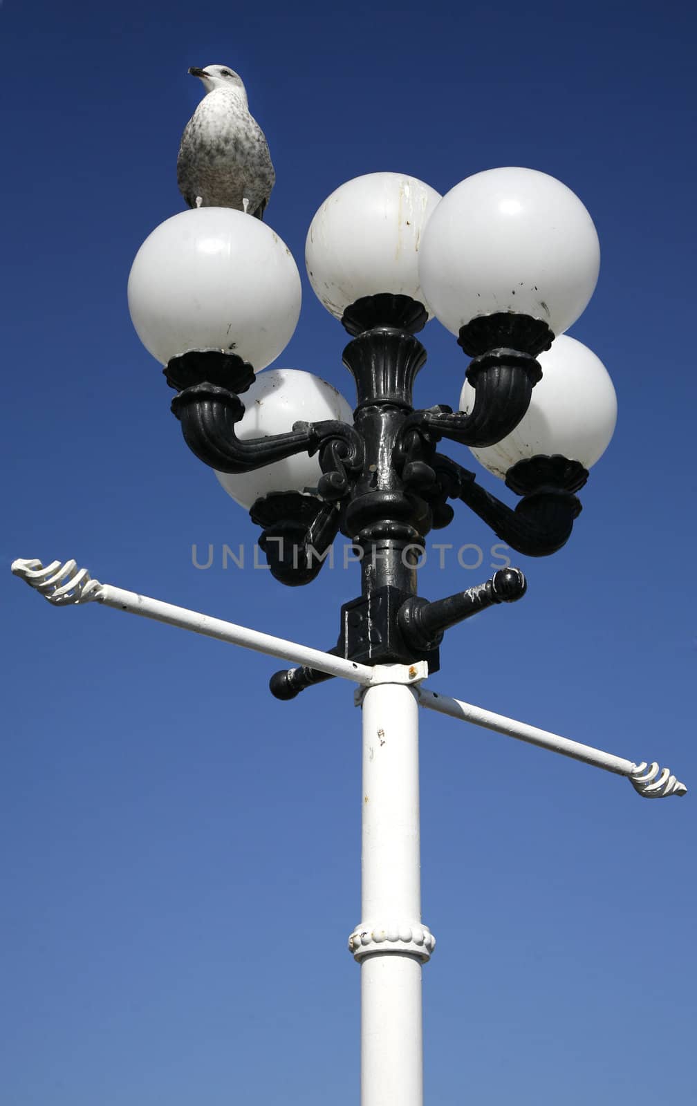 Seagul perched ontop of a lampost.  Brighton promenade, Sussex.