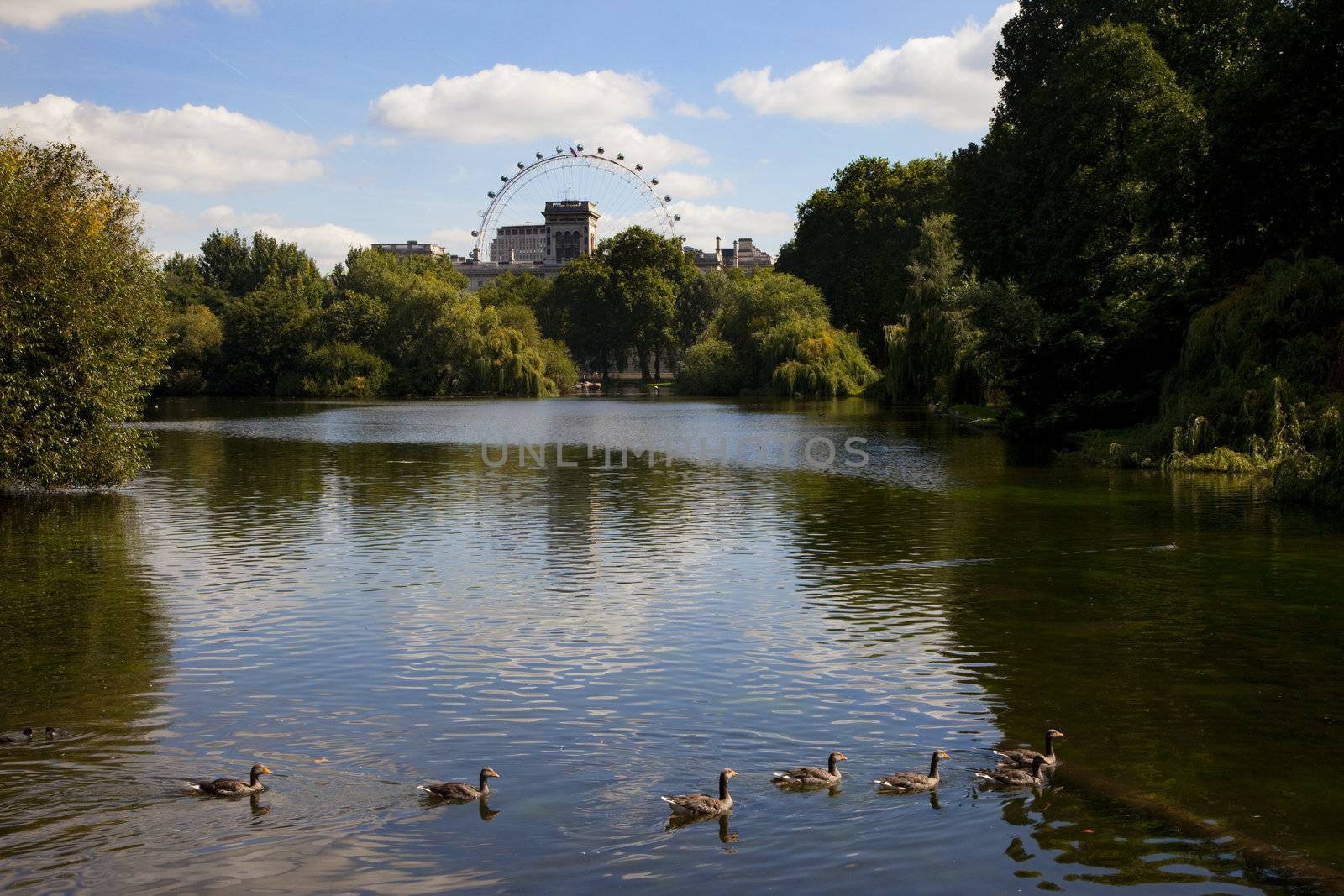 The London Eye from St. James's Park by chrisdorney