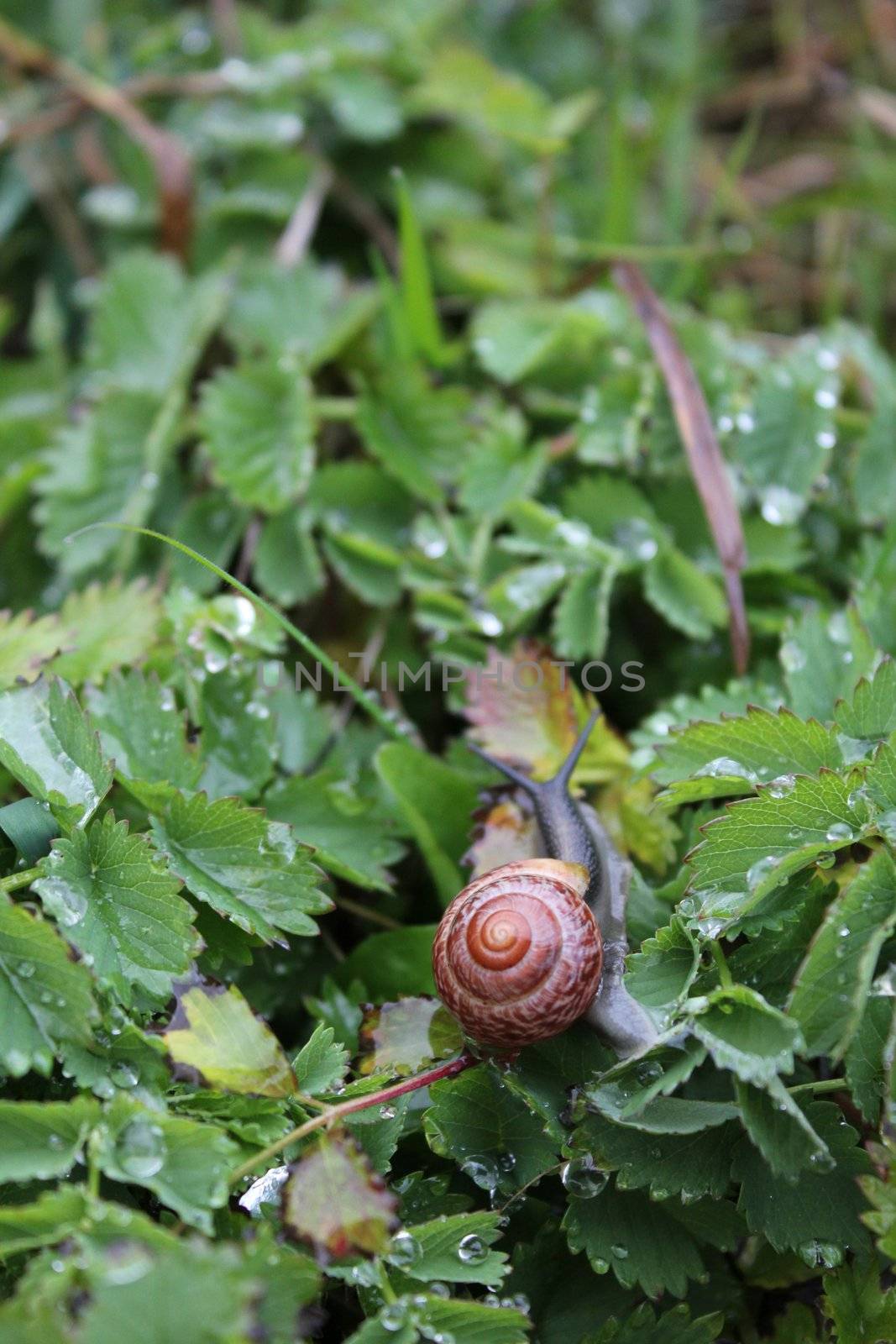 snail and plants green