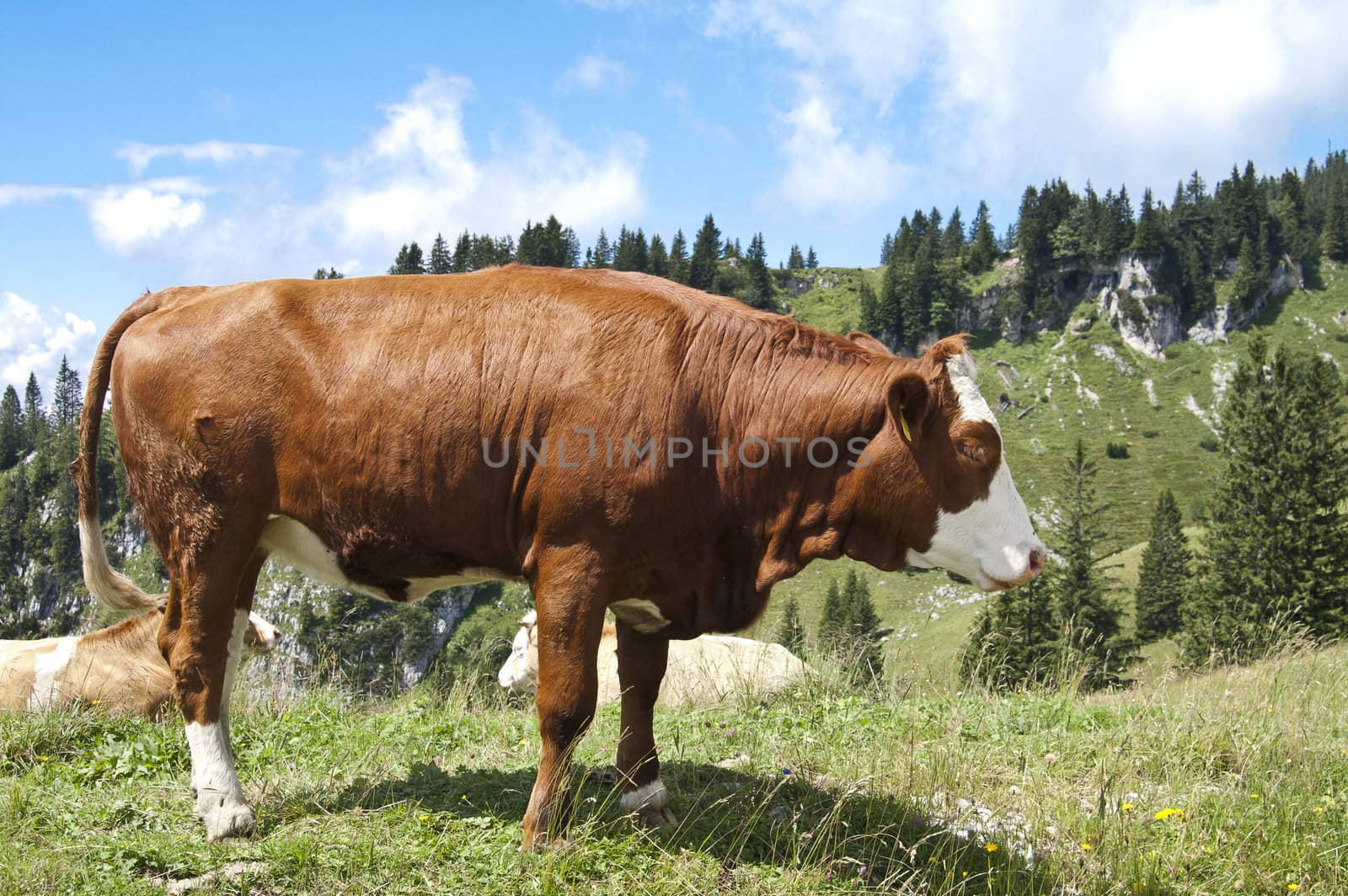 Large brown cow in pasture in the mountains