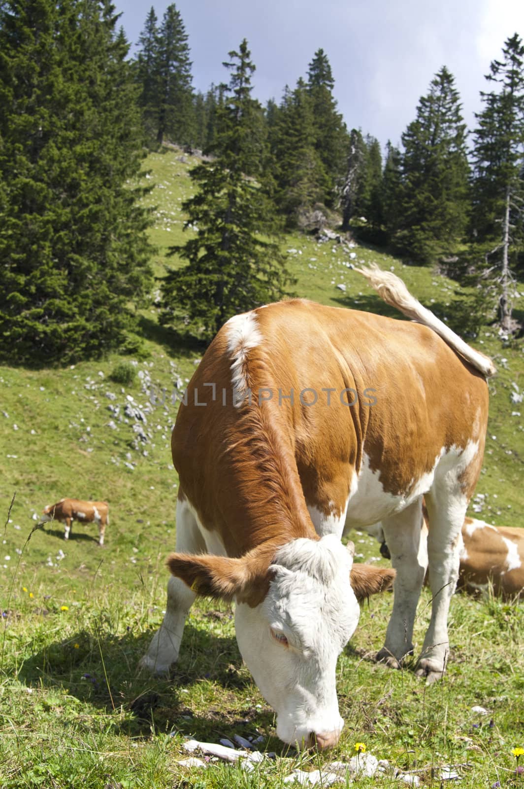 Large brown cow eating grass in a pasture in the mountains