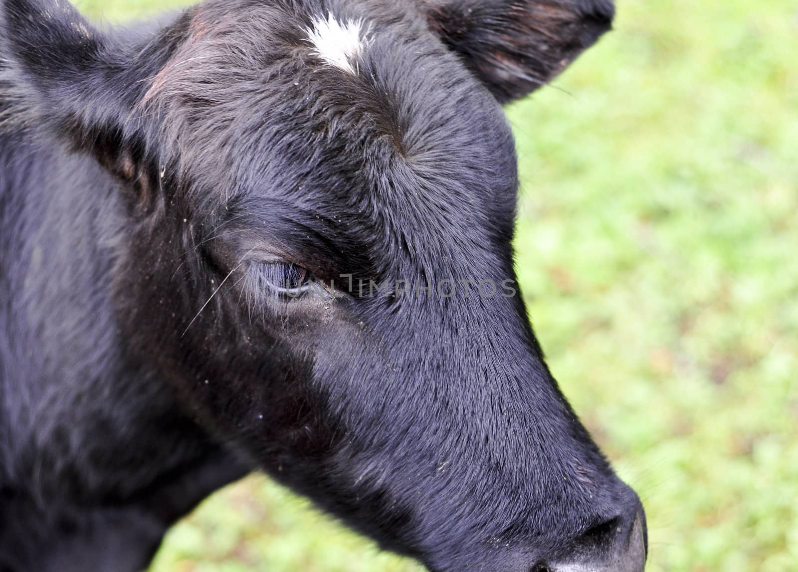 Closeup of Young black cow in Pasture