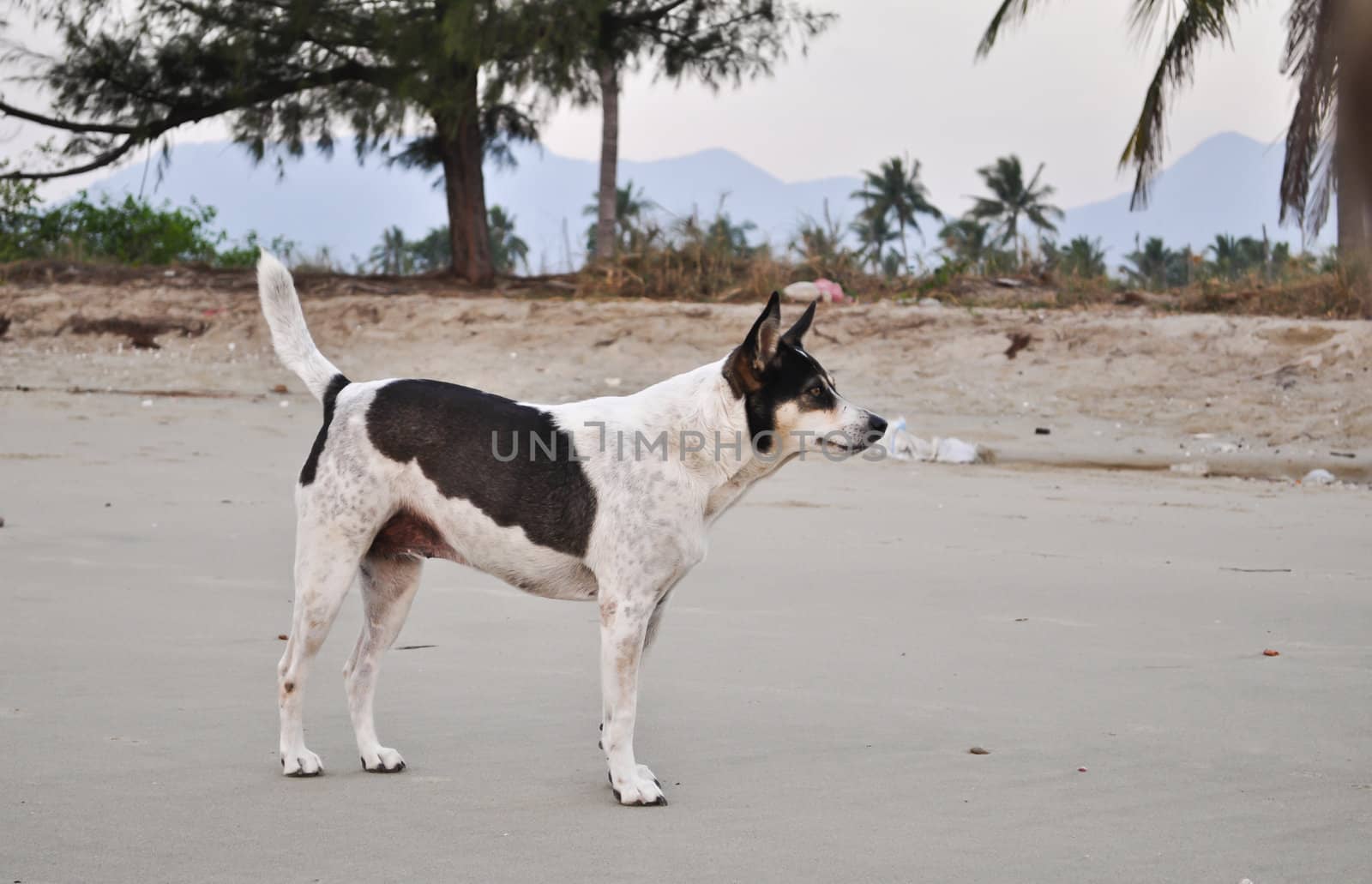 A stray beach dog in a poor  remote area of Thailand