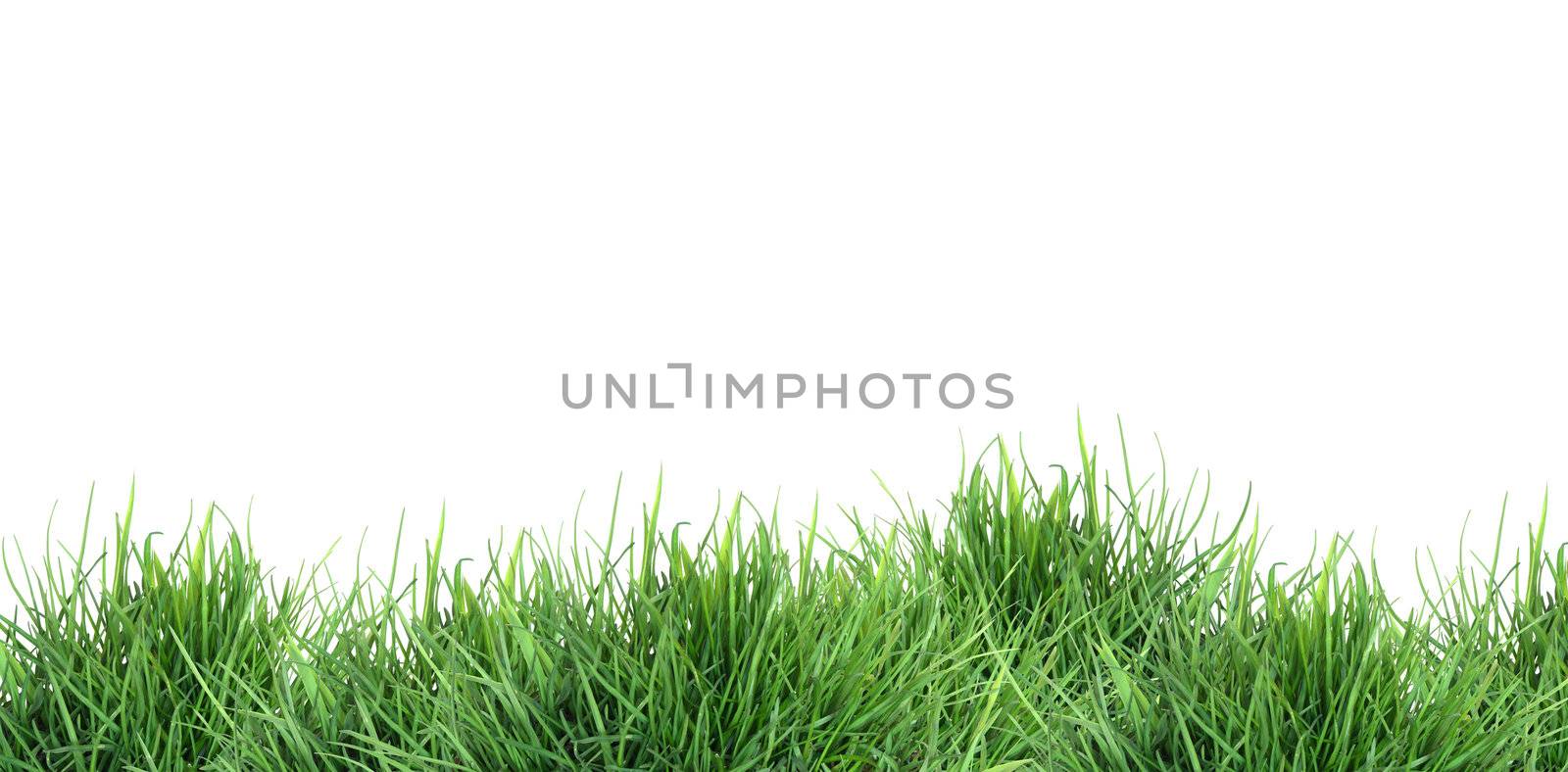 Nature concept. Freshness green grass against white background