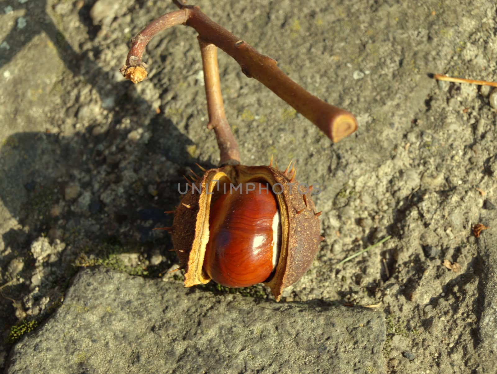 The chestnut in pericarp