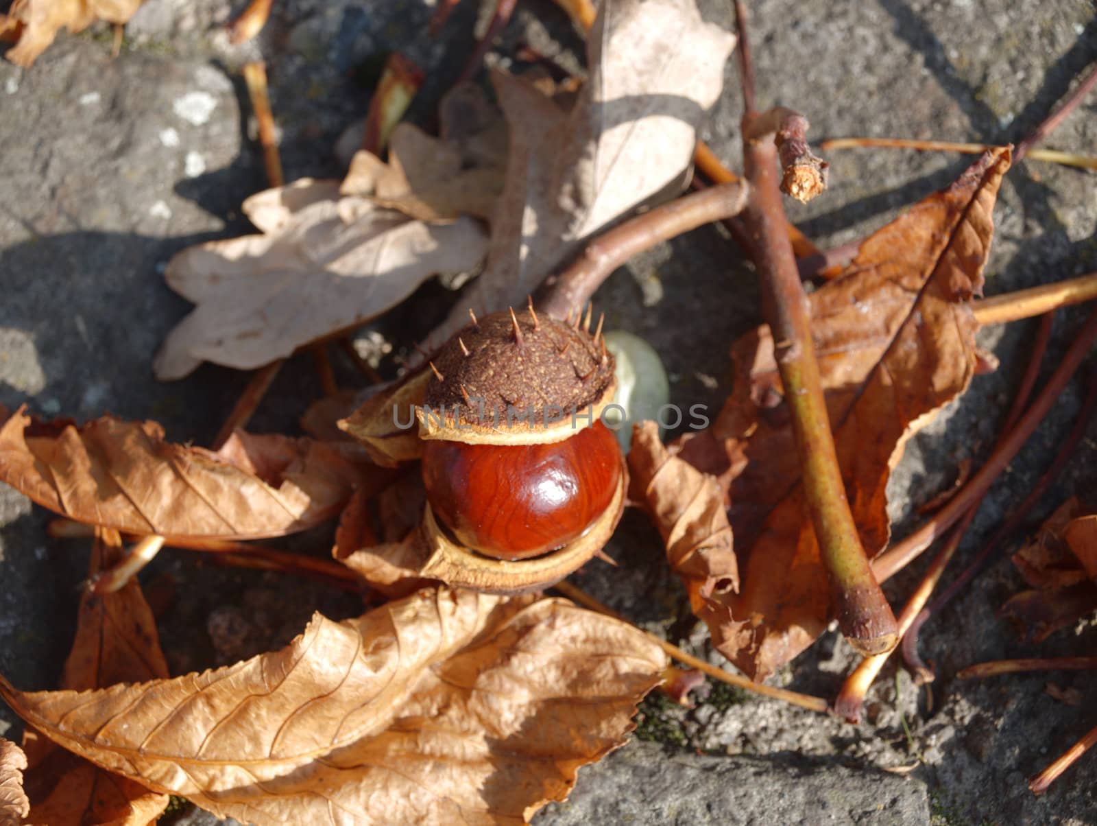 The chestnut on withered leaf by renales