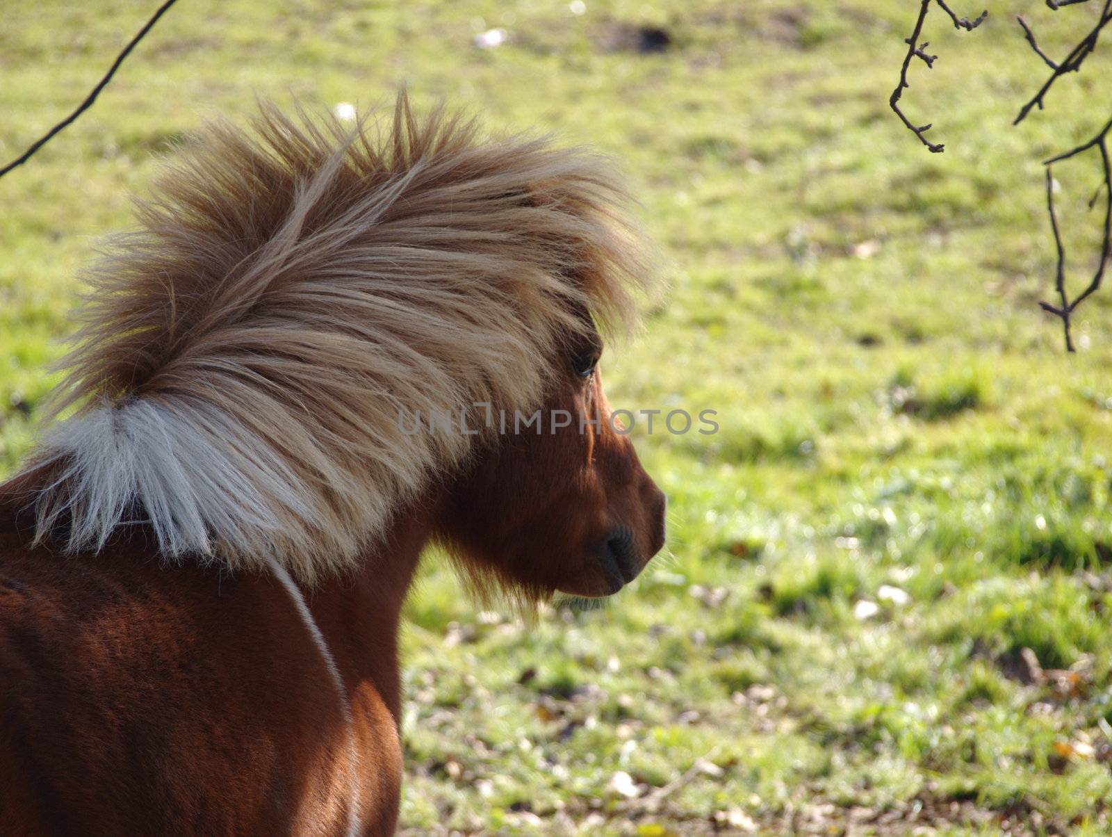 the brown pony with flamboyant blond mane