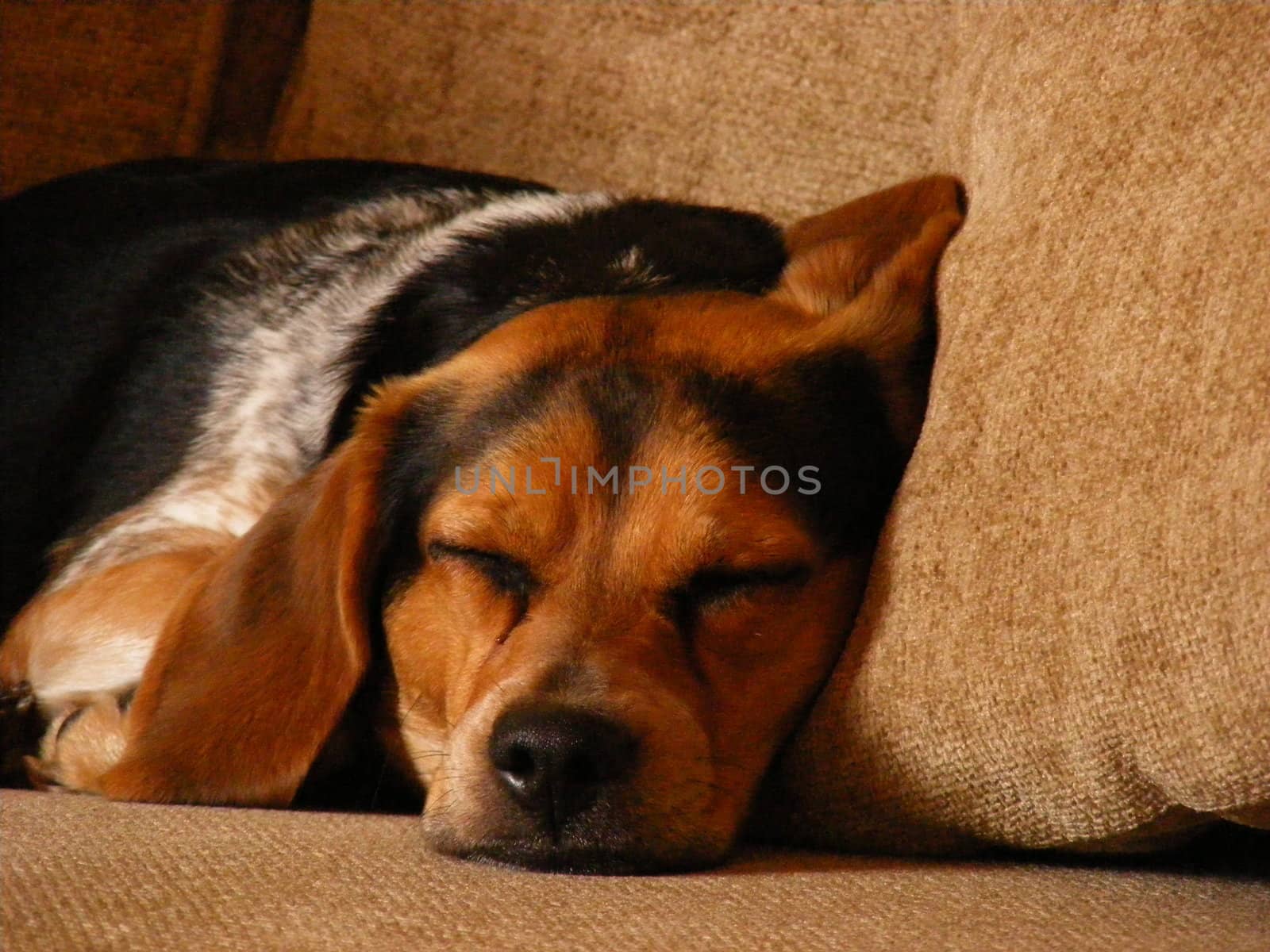 A home life photograph of a sleeping dog.