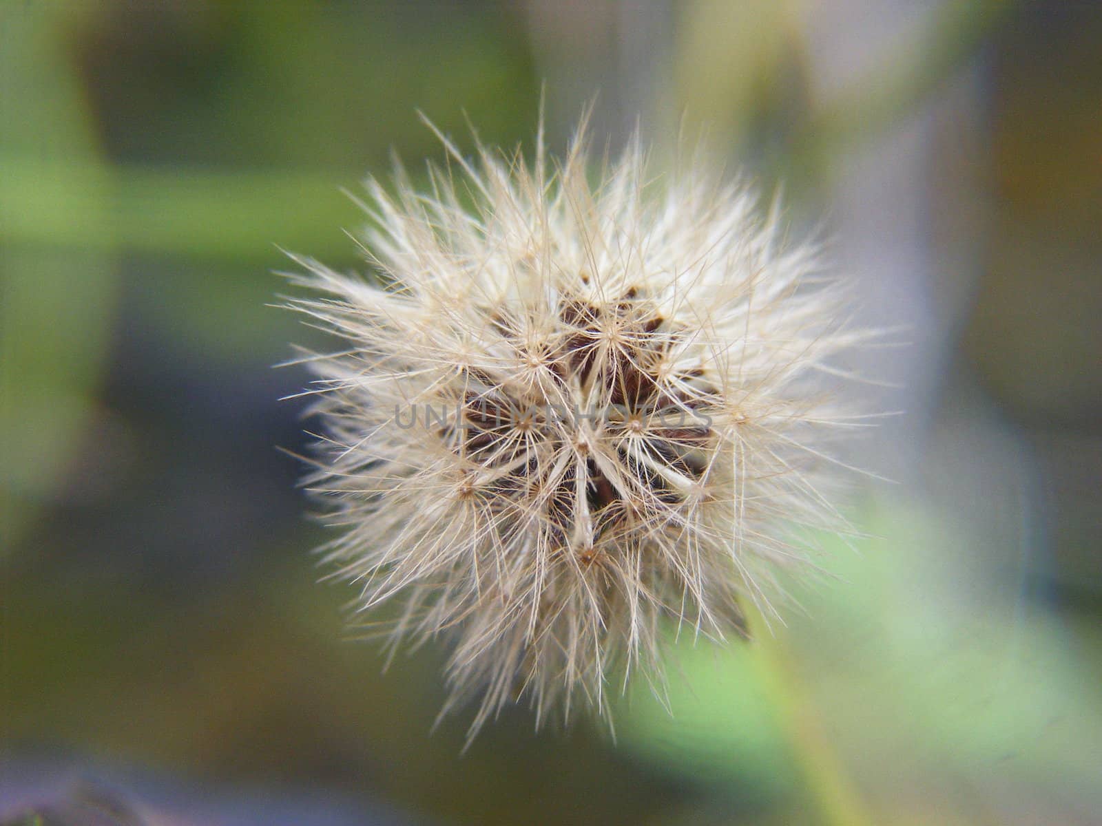 Macro Dandelion Seeds by zeemaku