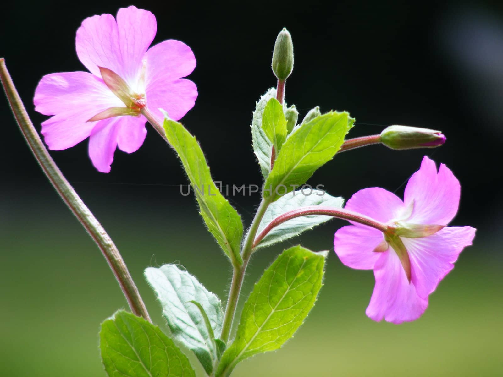 A close up macro shot of two small purple flowers.