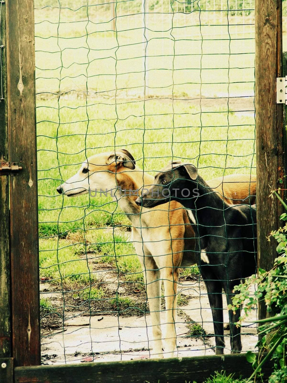 A photograph of two caged pound stray dogs.