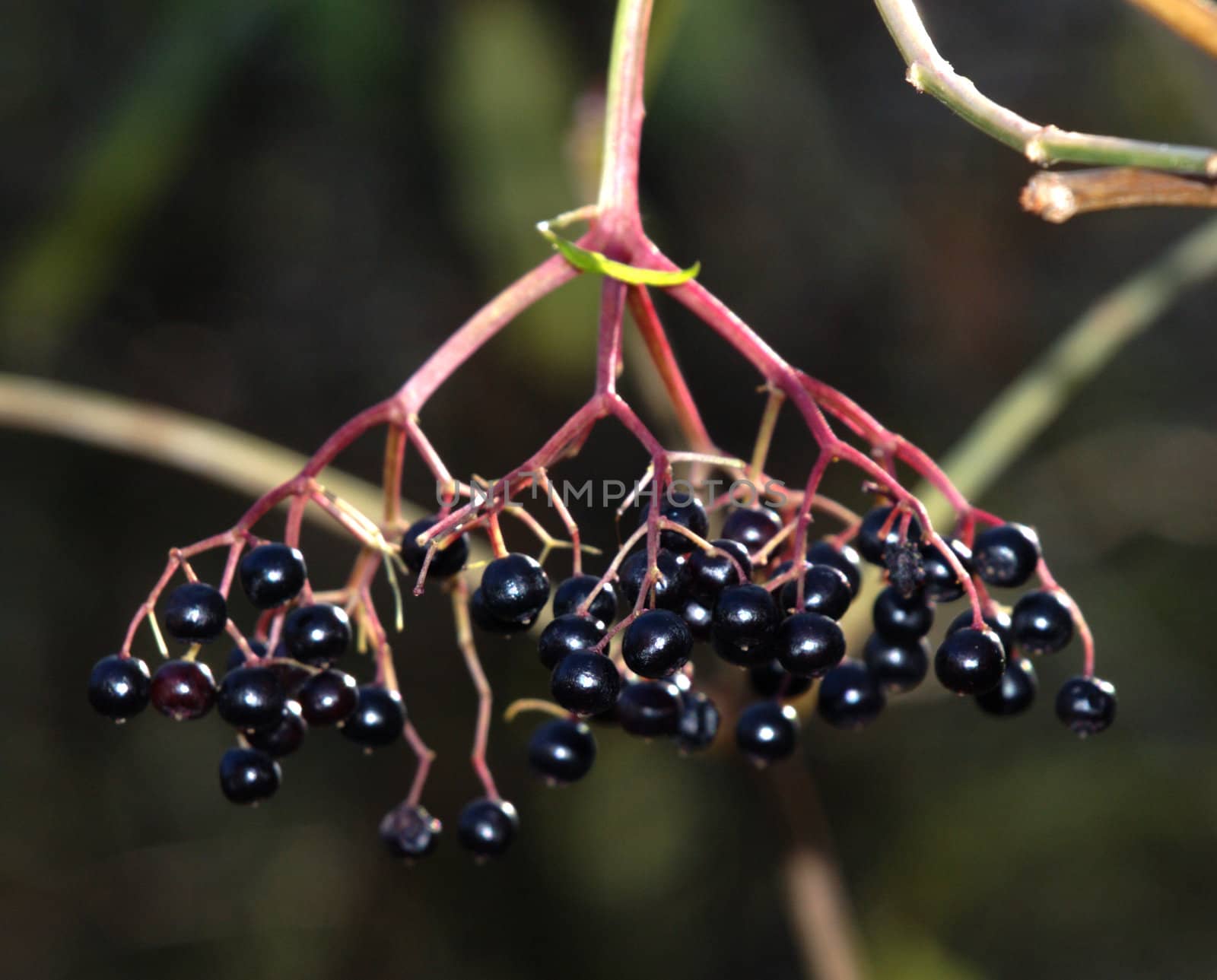 European Black Elder - Sambucus Nigra, fruits