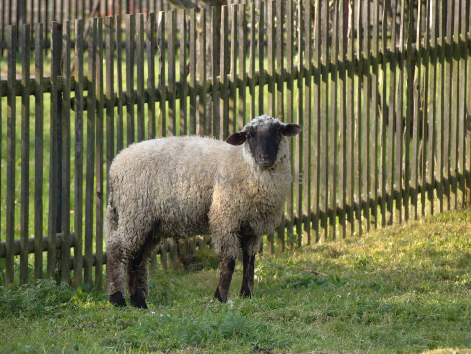 small sheep in the garden by renales