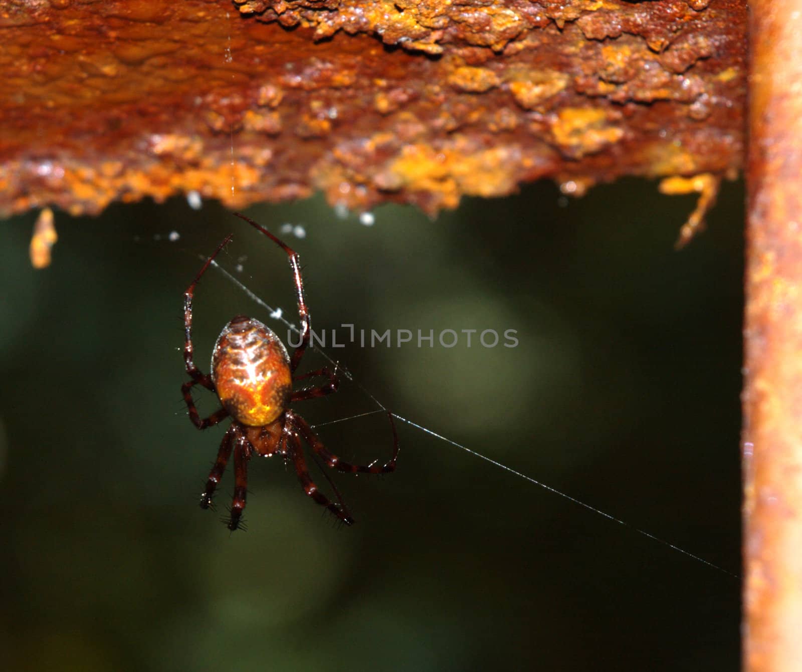 the ginger spider on rusty girder in teh cellar