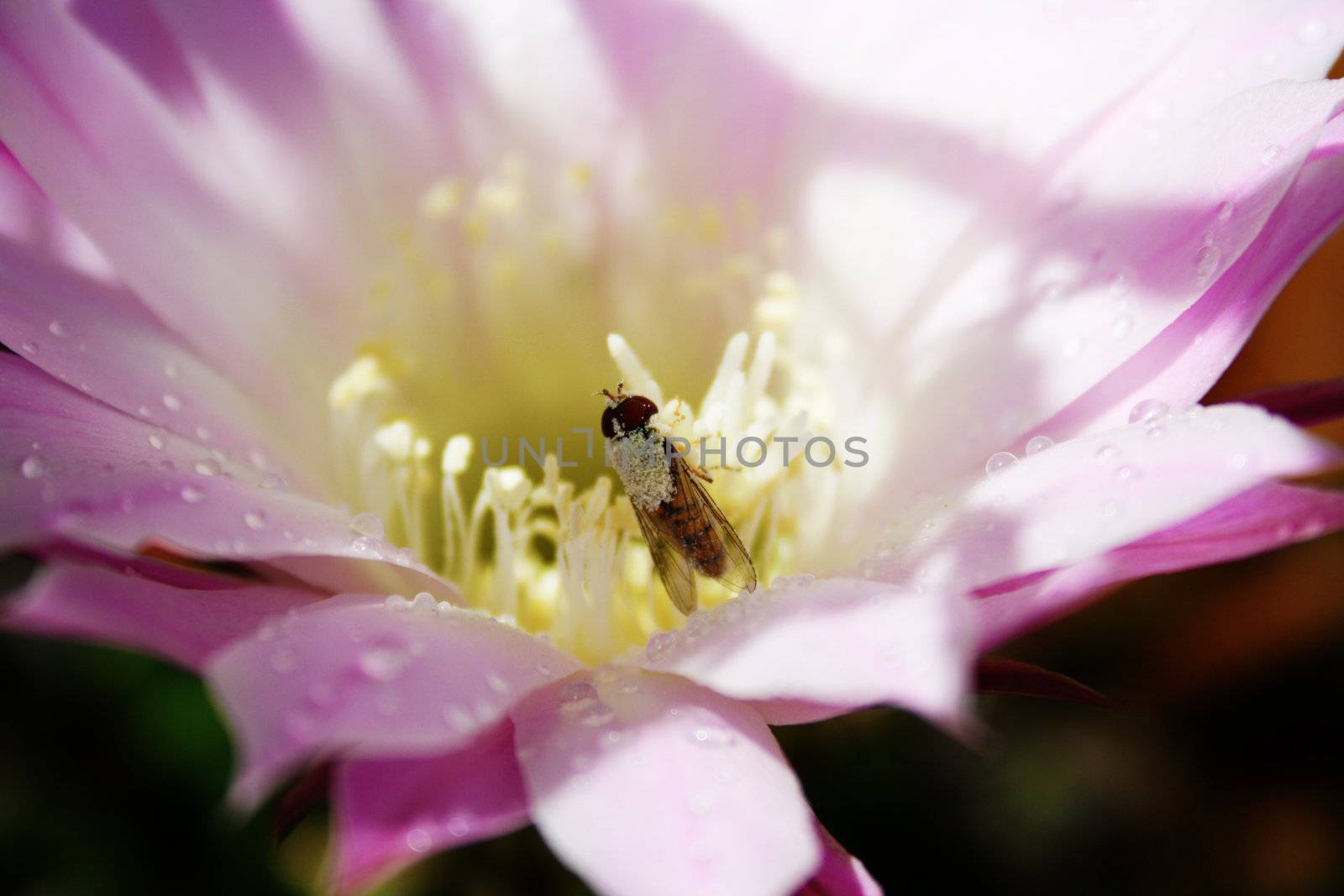 Bee by photochecker