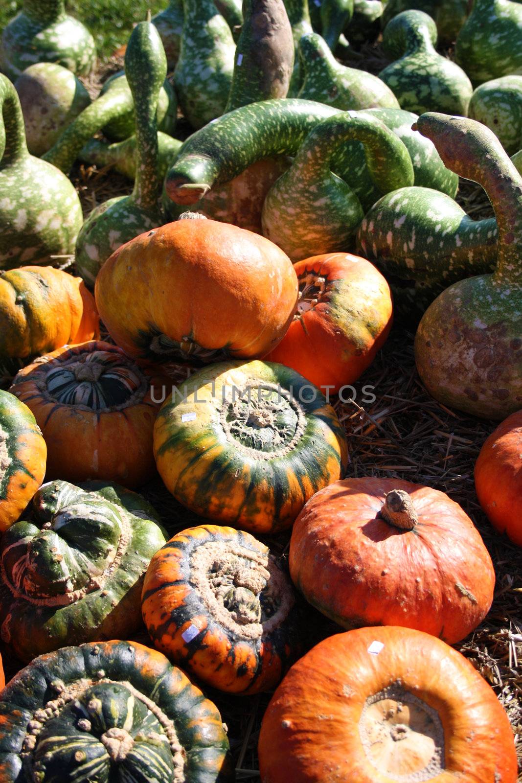 Fresh pumpkins by photochecker