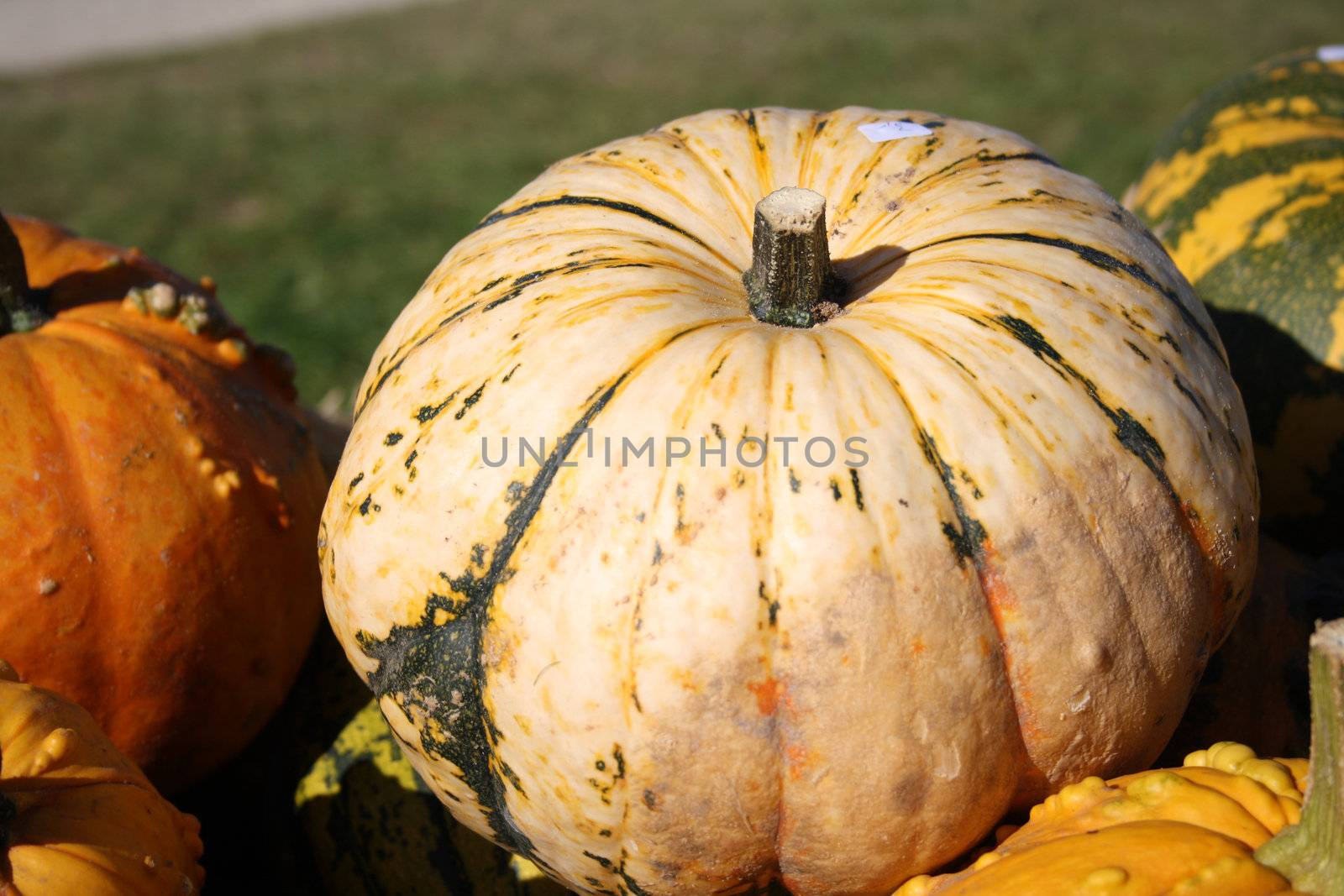 Pretty different types of pumpkins for sale