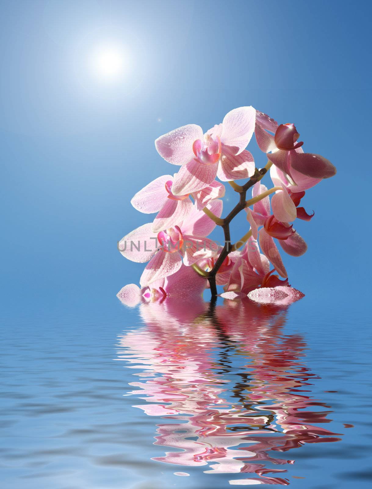 Orchid in the water on a sunny day