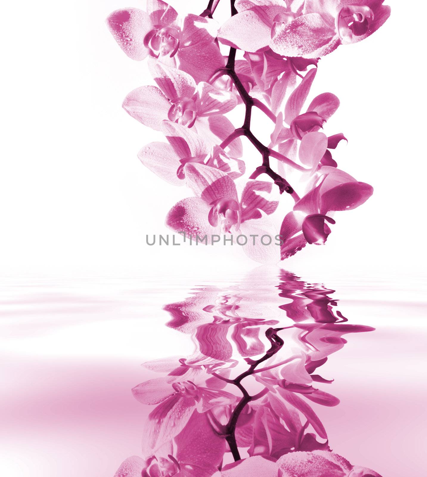 Orchid with mirroring by photochecker