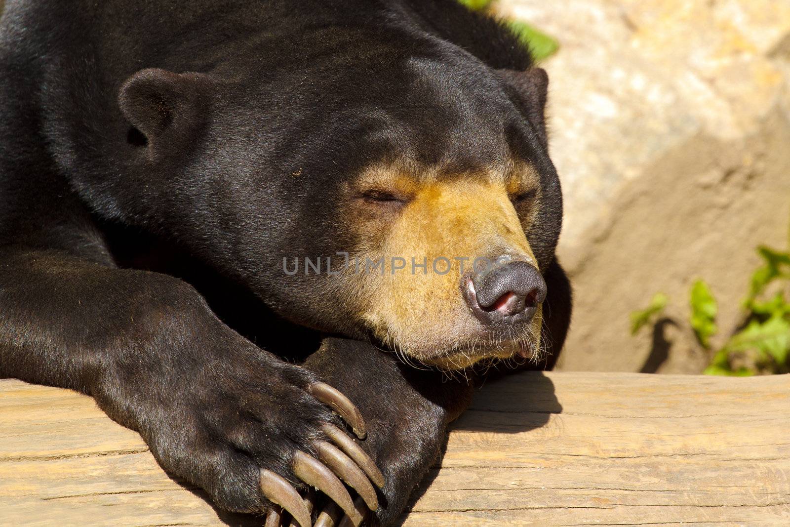 Sun bear also known as a Malaysian bear (Helarctos malayanus) 