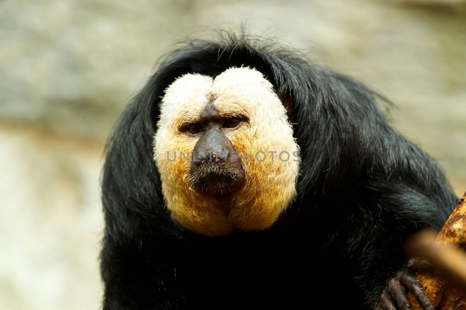 Pithecia pithecia, also known as Golden-face saki monkey by artush