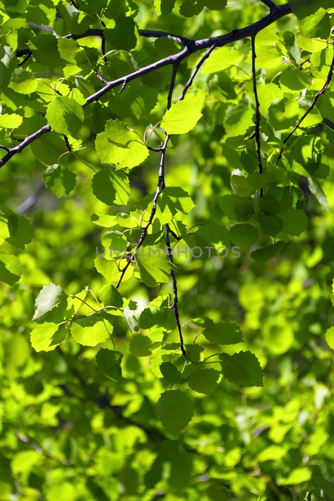Spring green leaves by vadimone