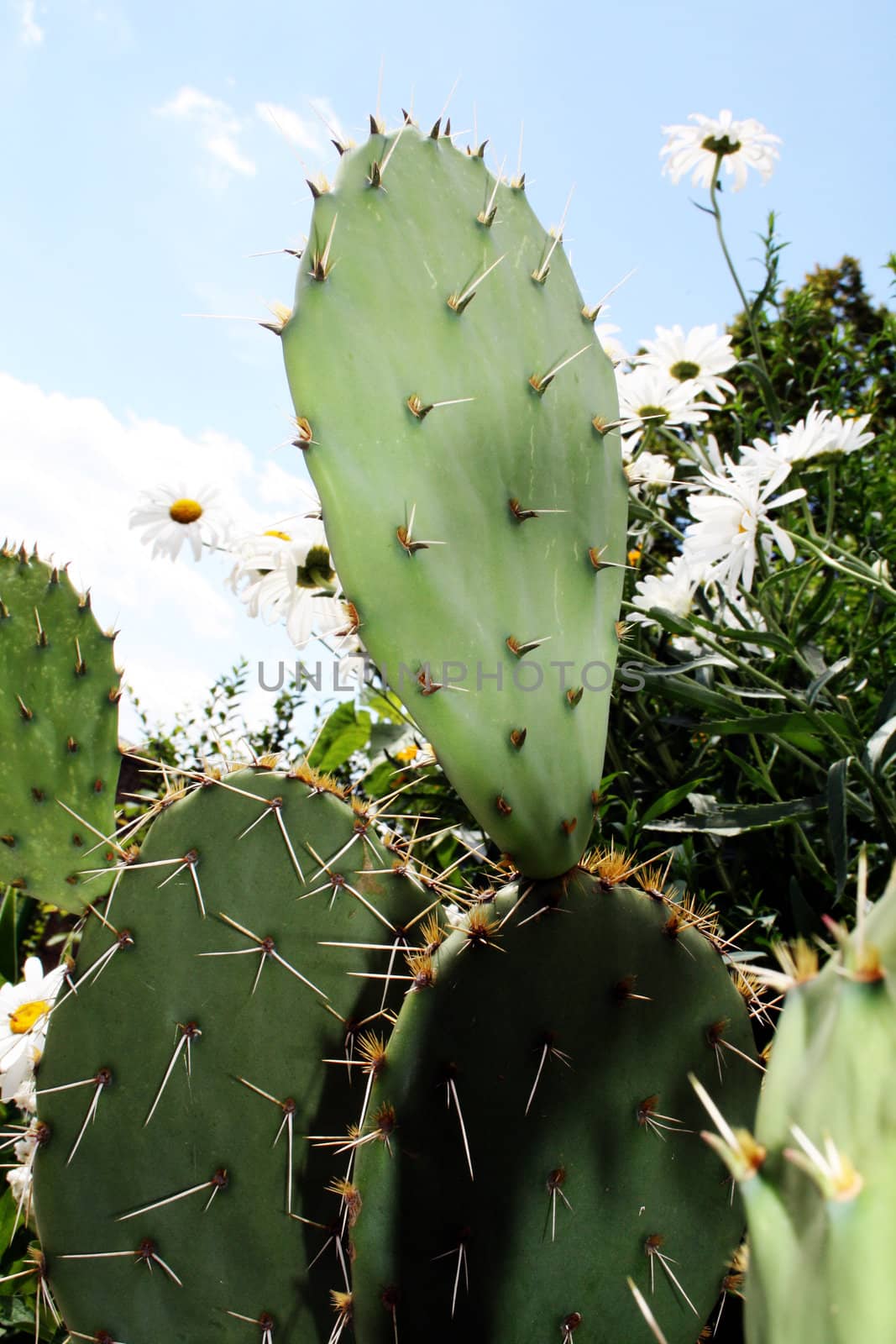 Green Cactus by photochecker