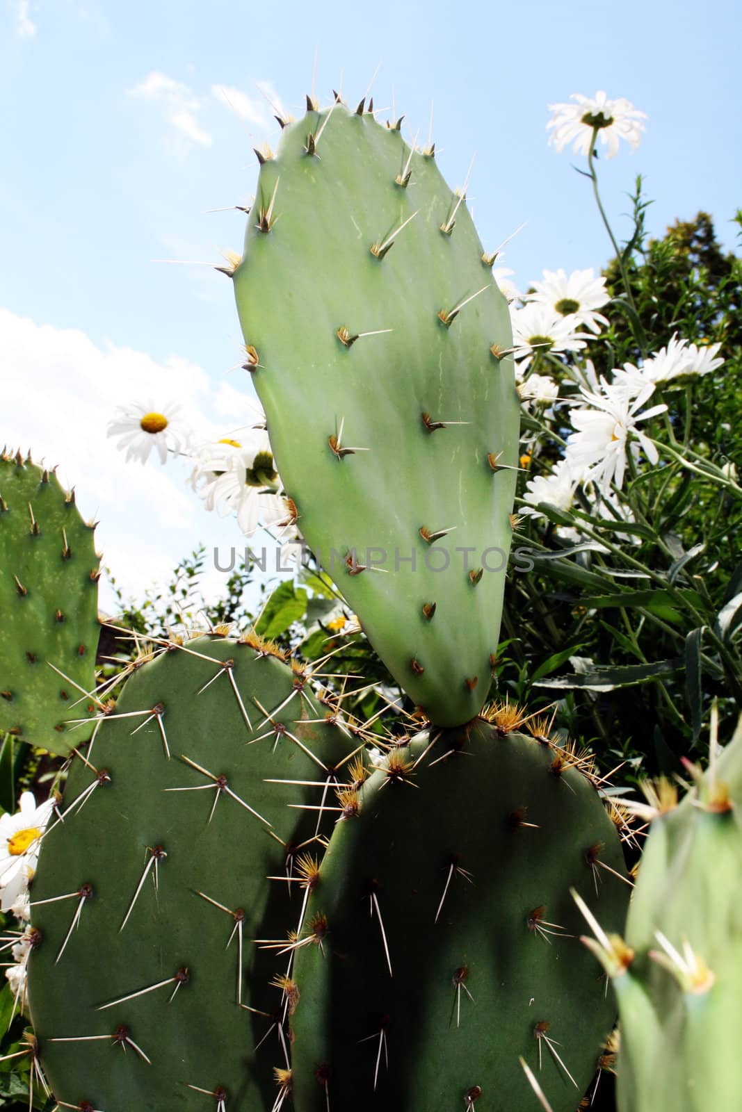 Green cactus, among other beautiful plants in summer 