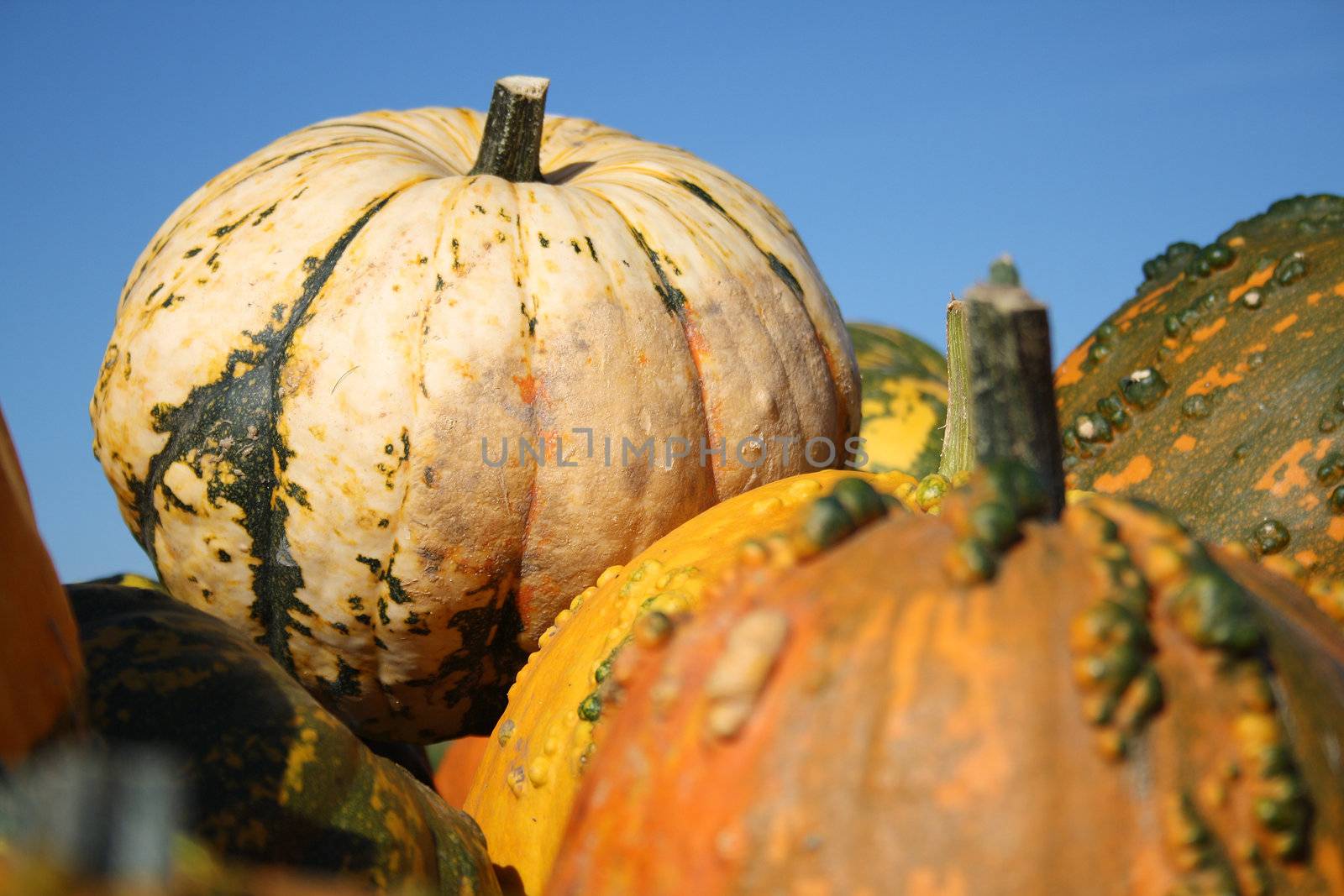 Colorful pumpkins by photochecker