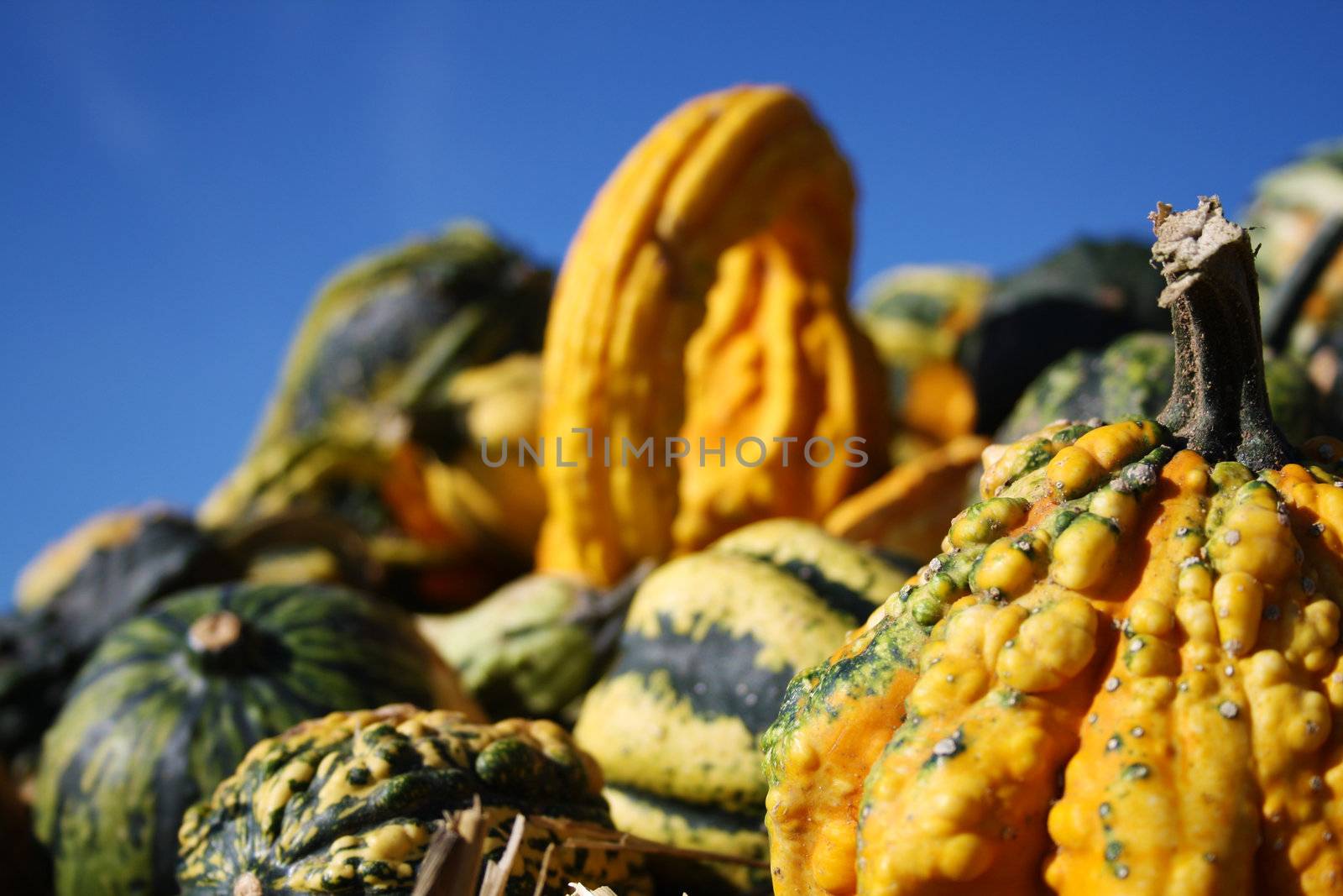 Pretty different types of pumpkins for sale