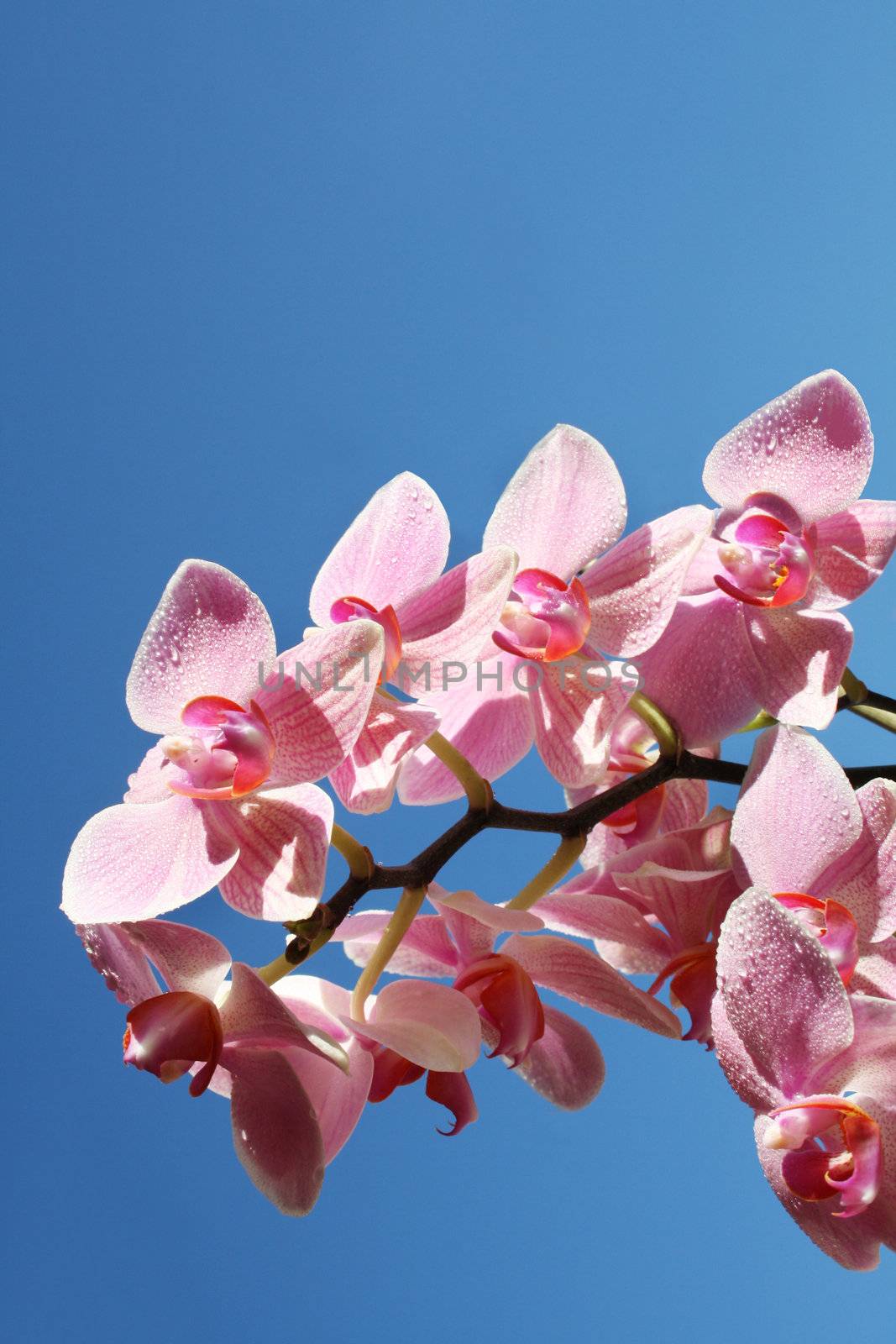 Orchids in the sky by photochecker