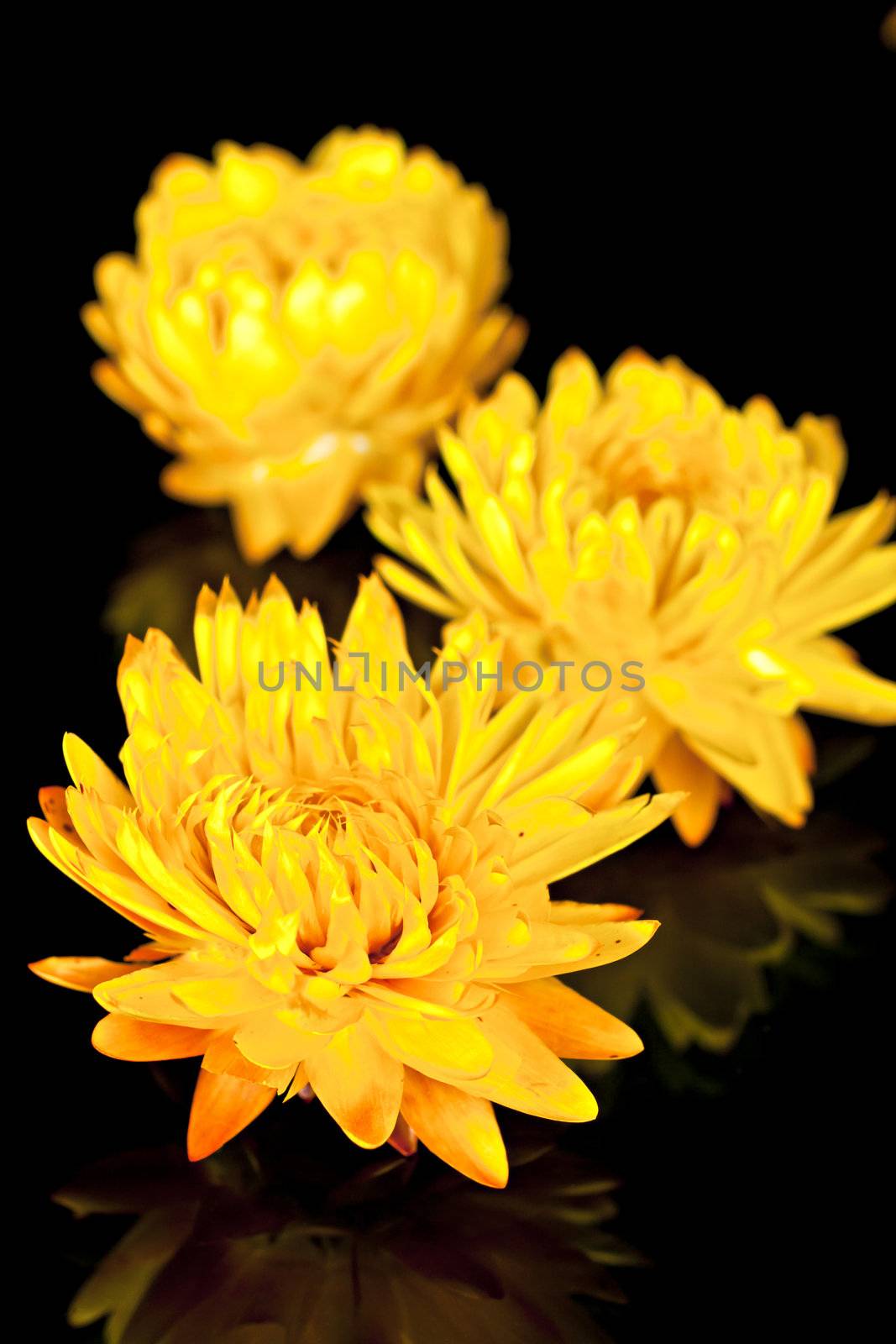 Dried yellow flowers  on a black background mirror.