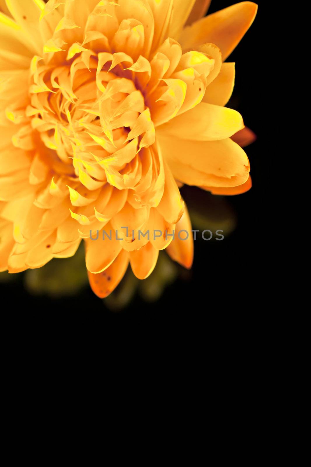 Dried yellow flower  on a black background mirror.