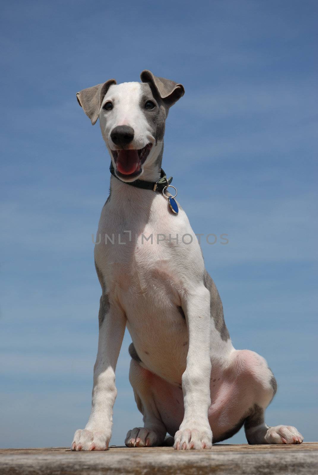 puppy whippet by cynoclub