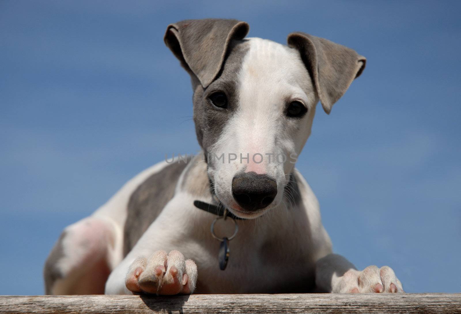 portrait of a young purebred whippet