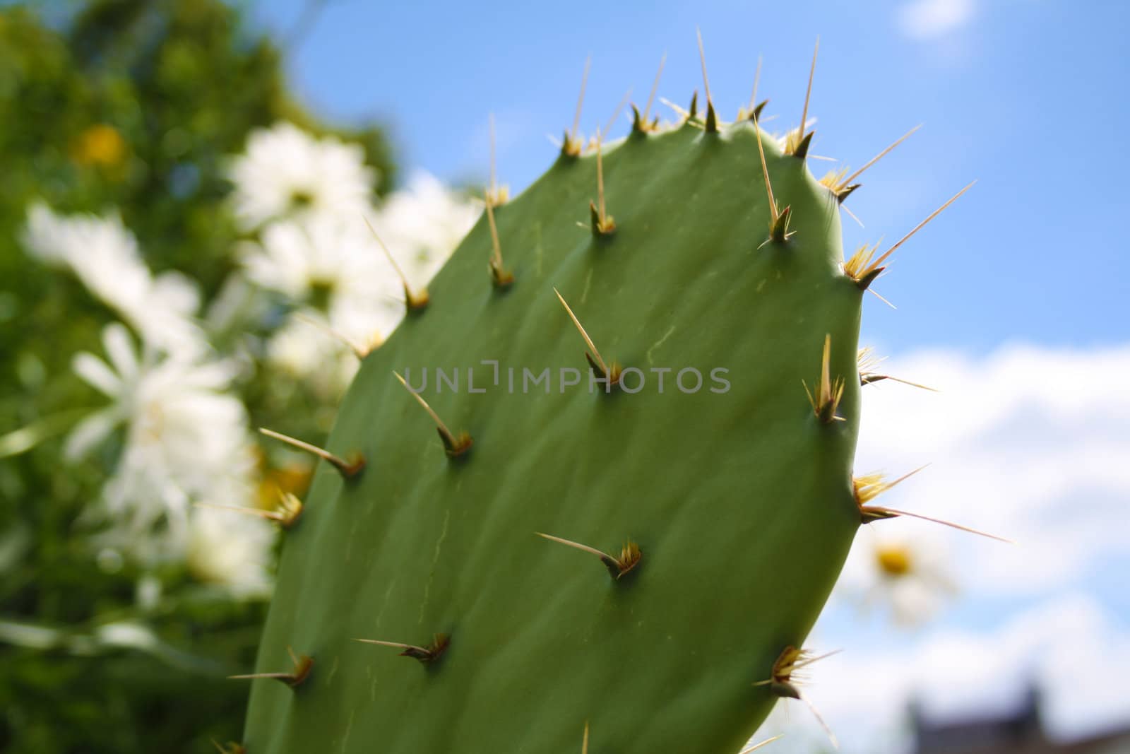 Green cactus, among other beautiful plants in summer 
