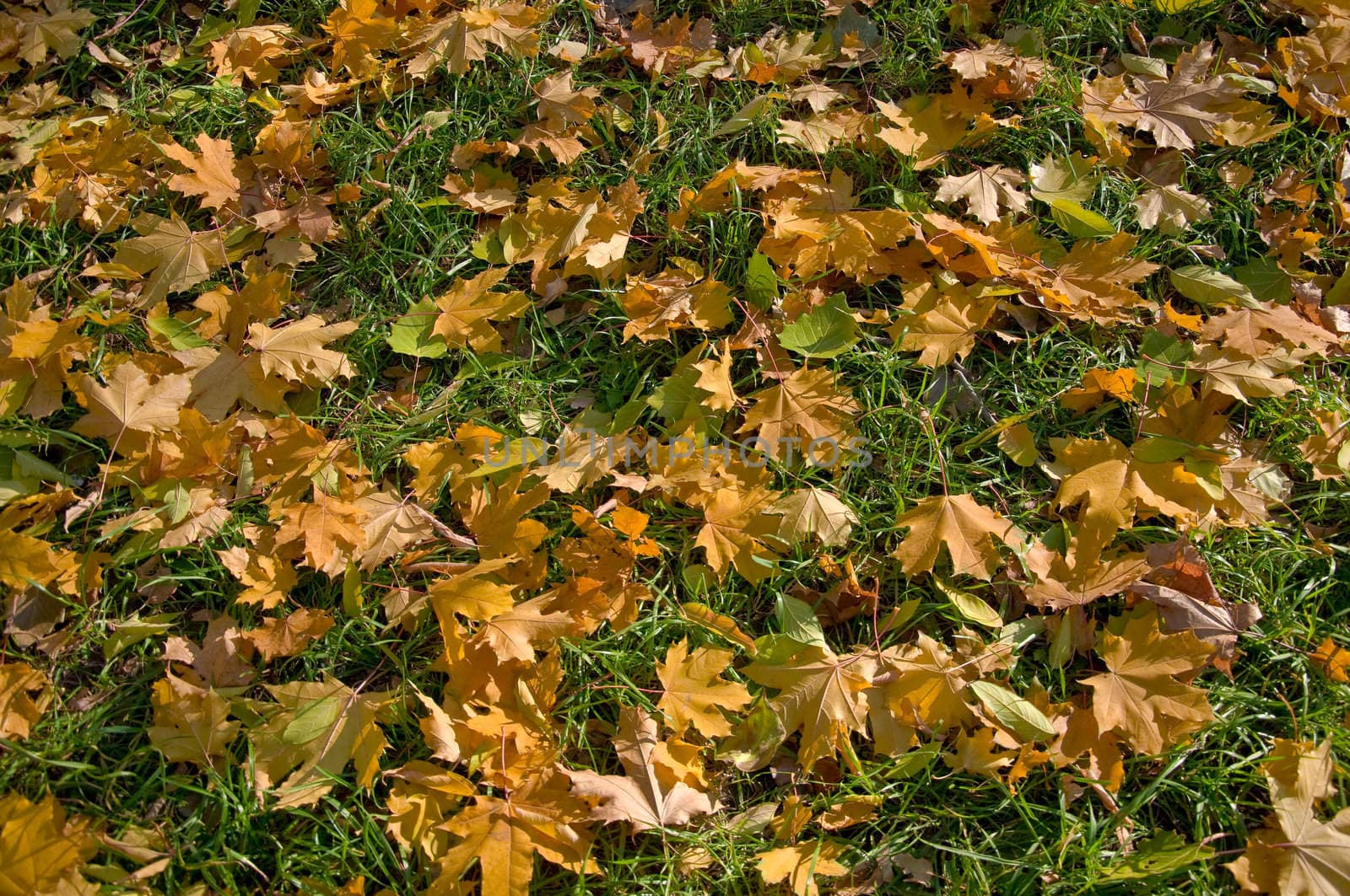 Fallen leaves on green grass. Close-up, Autumn.