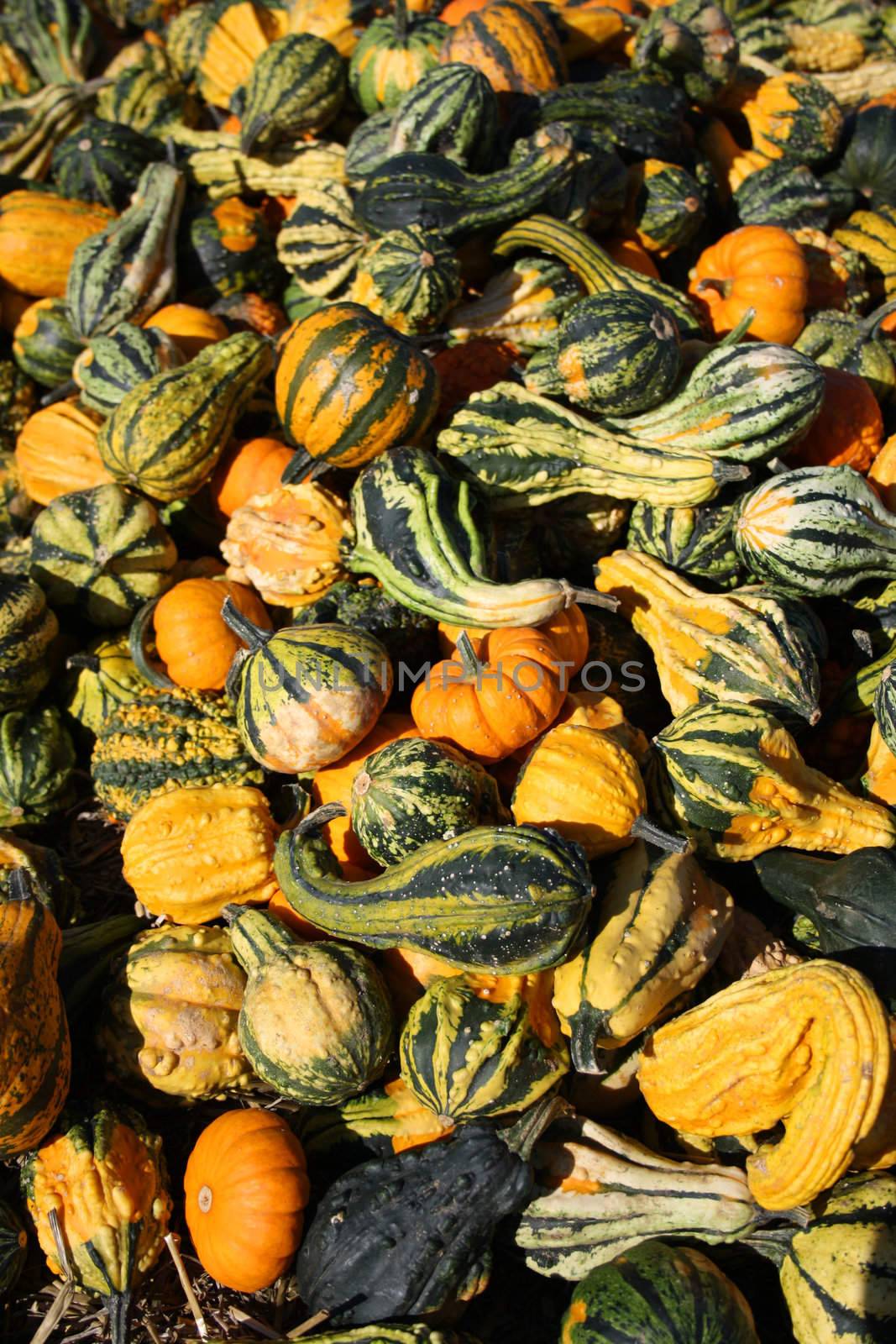 Pretty different types of pumpkins for sale