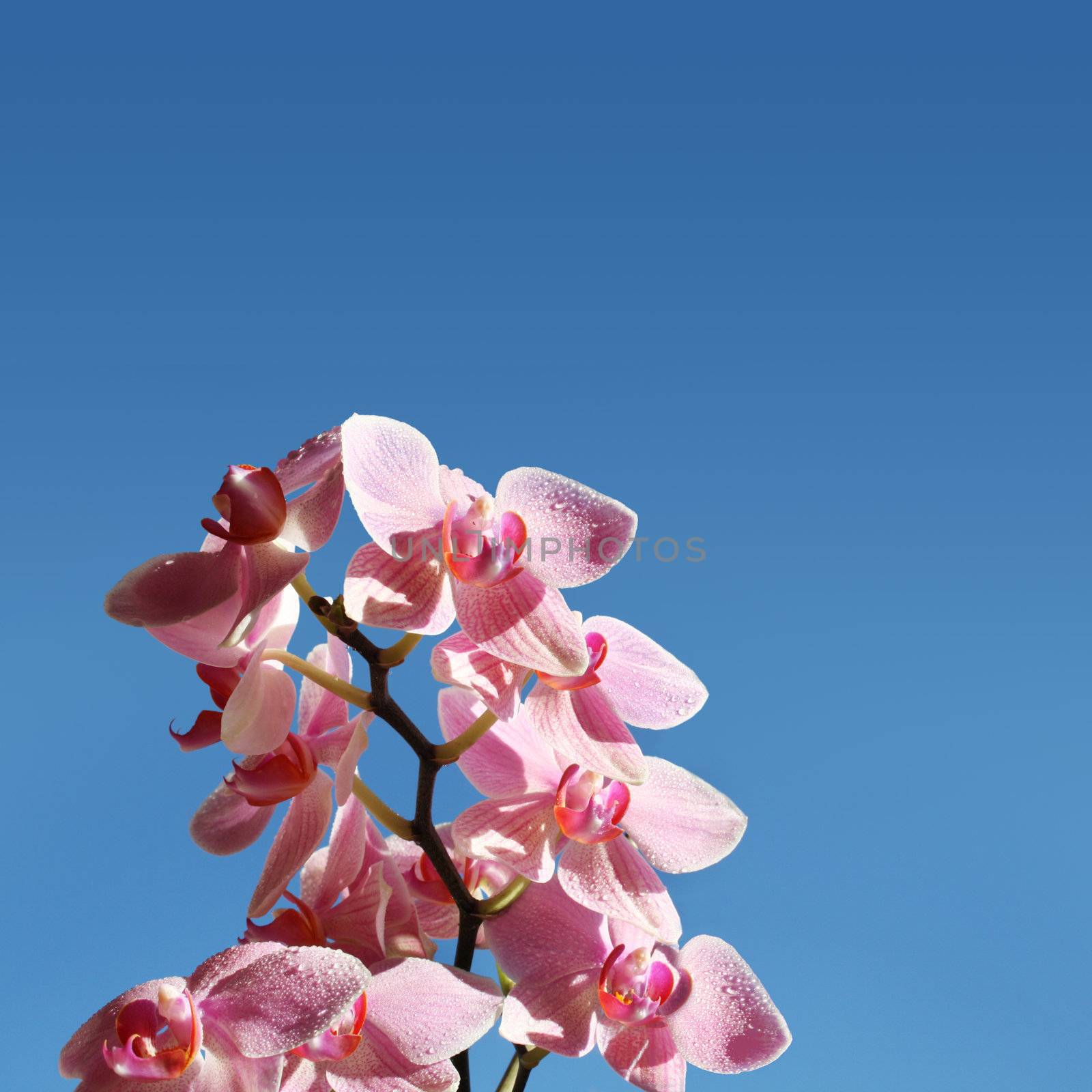 Orchids in the sky  by photochecker