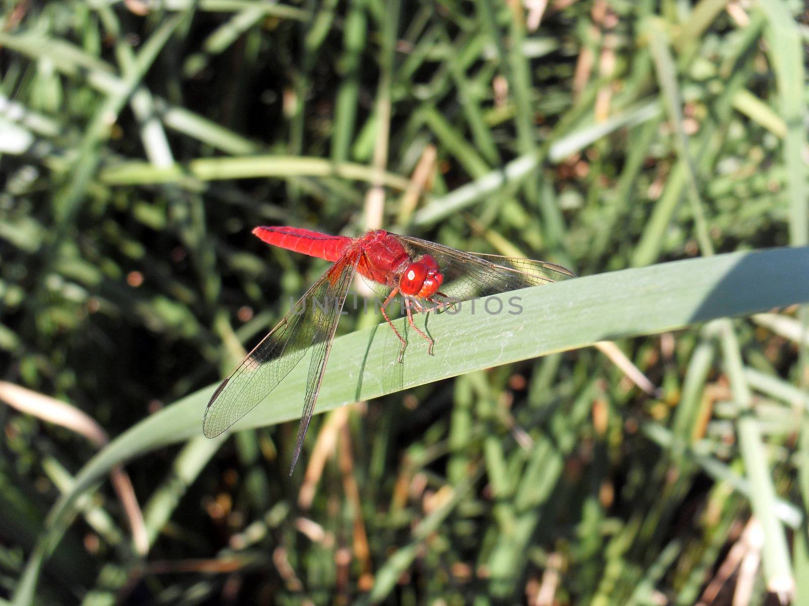 Red Dragonfly by gezier