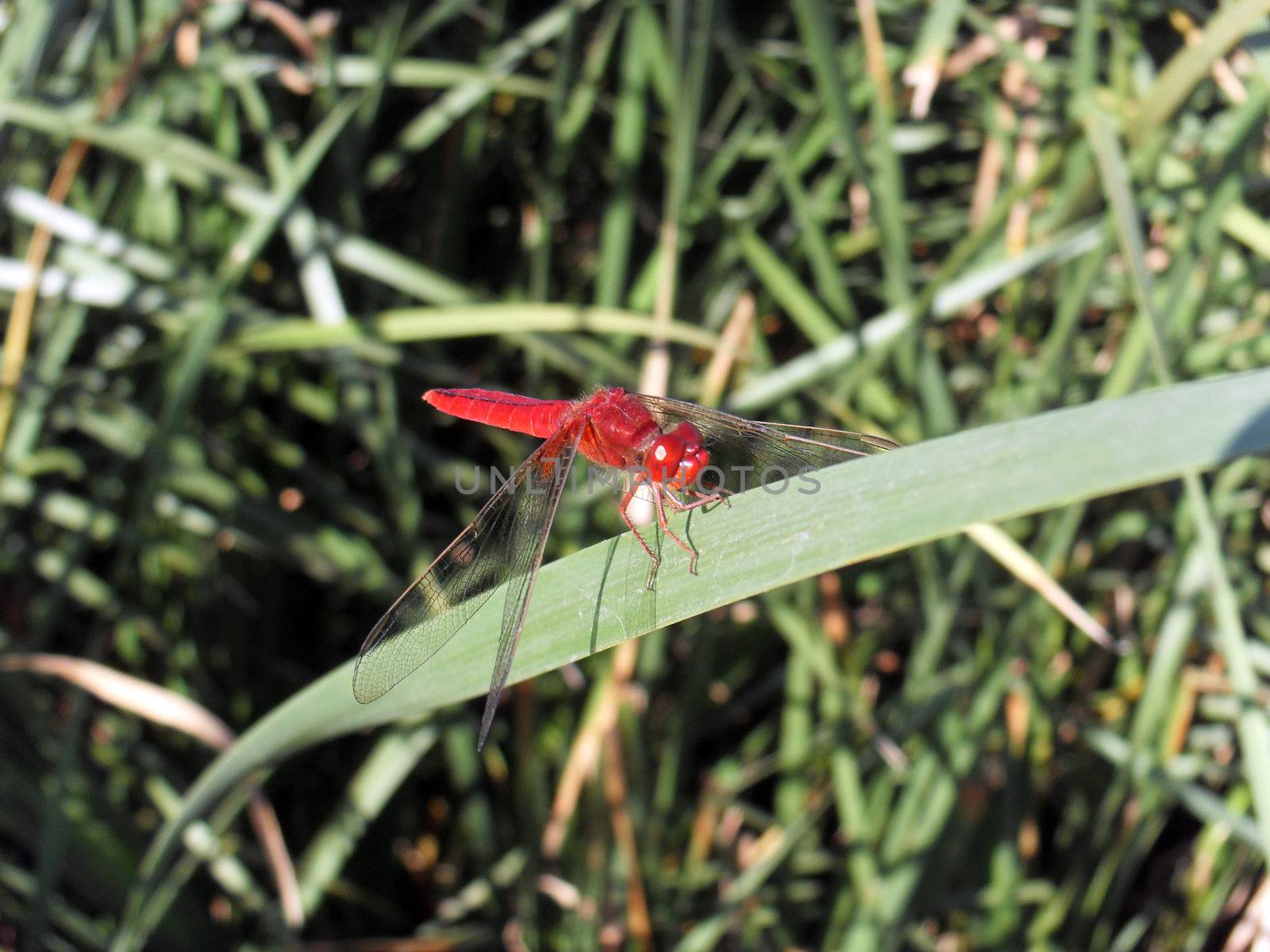 Red Dragonfly by gezier